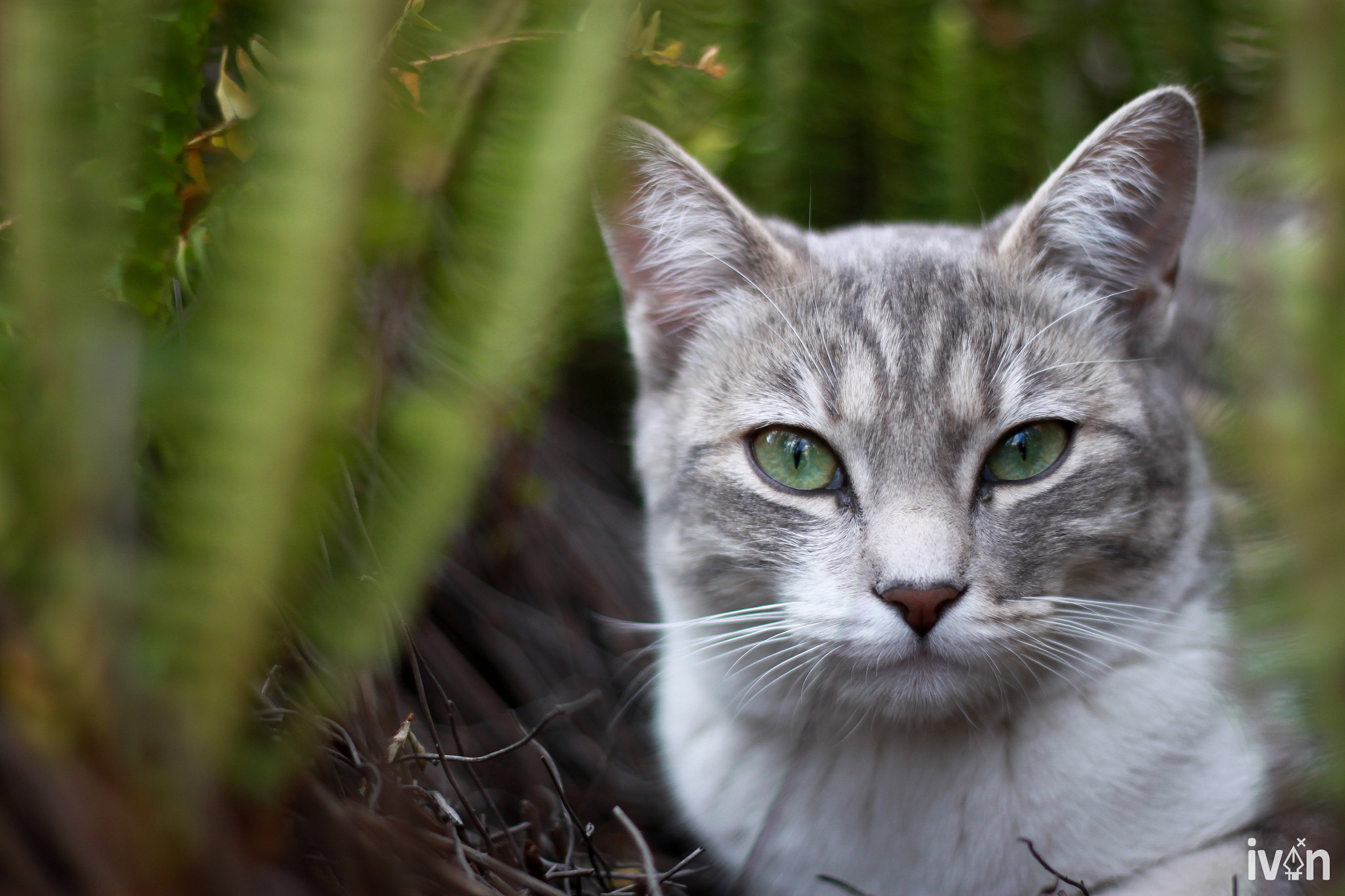 Canon EOS 500D (EOS Rebel T1i / EOS Kiss X3) + Canon EF 50mm F1.8 II sample photo. Mila, the rescued kitten photography