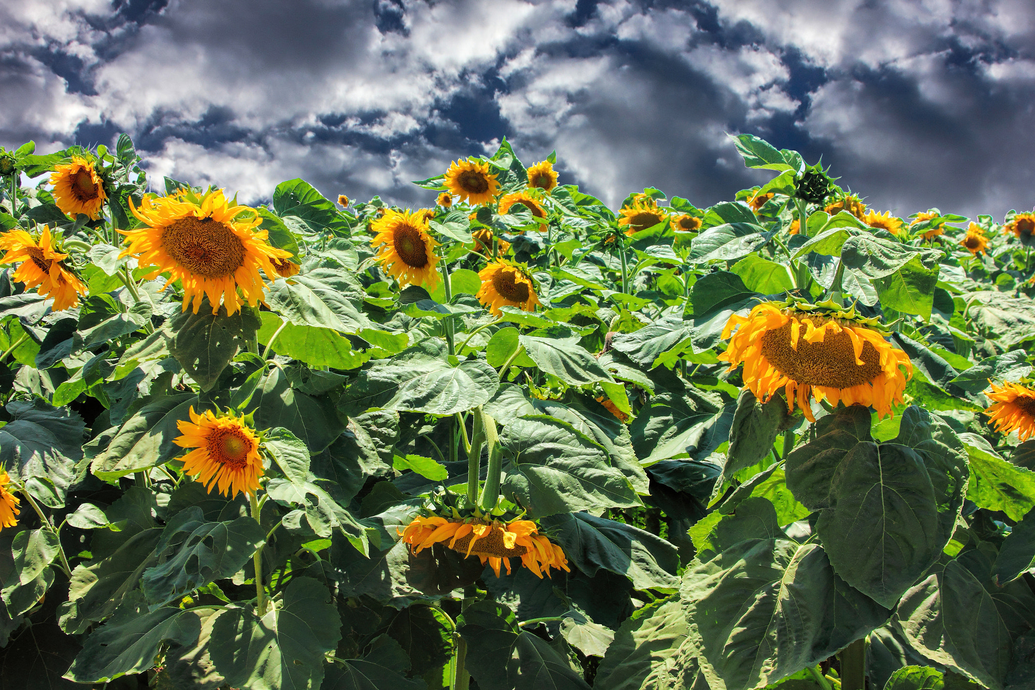 Canon EOS 600D (Rebel EOS T3i / EOS Kiss X5) sample photo. Sunflowers photography