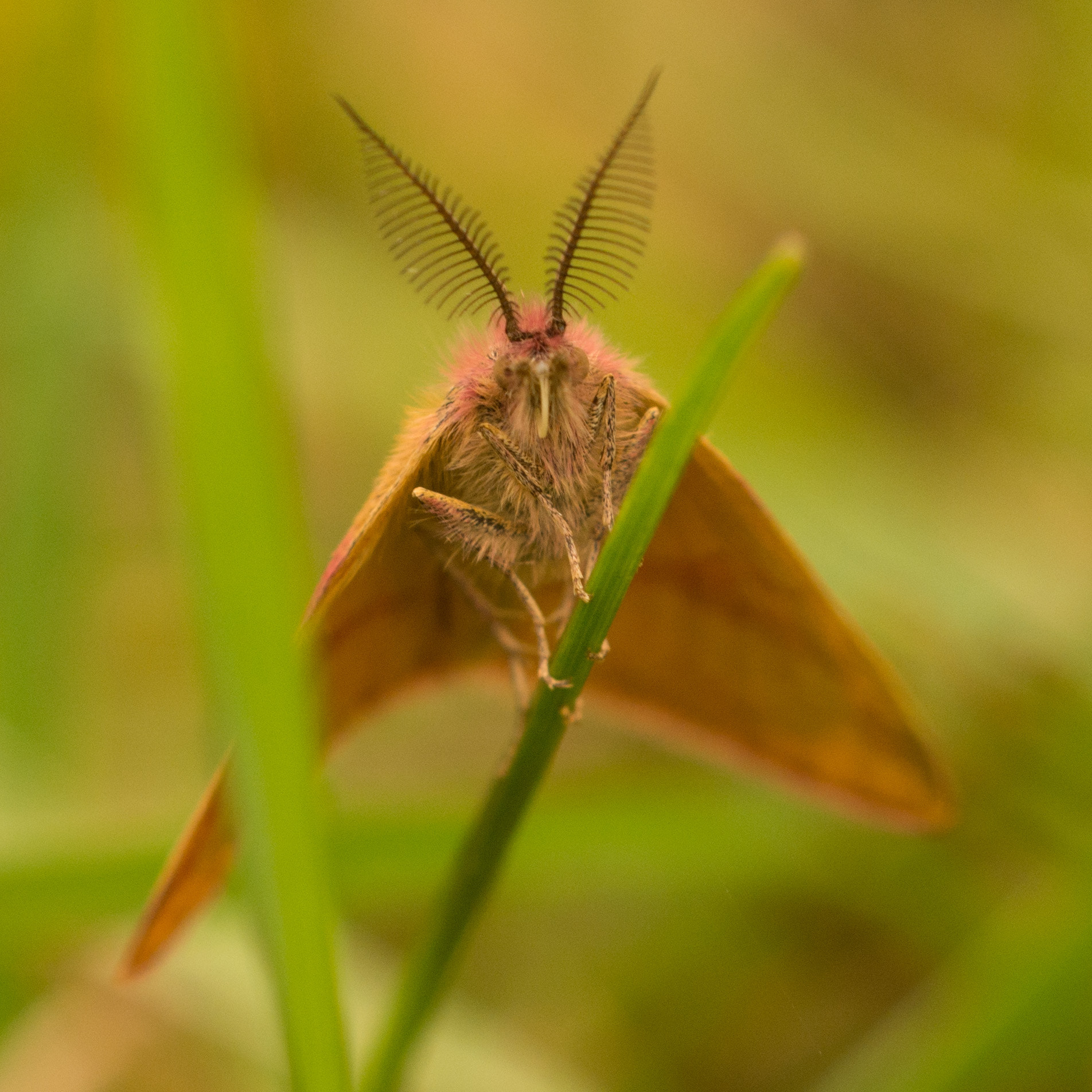 Sigma 150mm F2.8 EX DG OS Macro HSM sample photo. Peekaboo photography