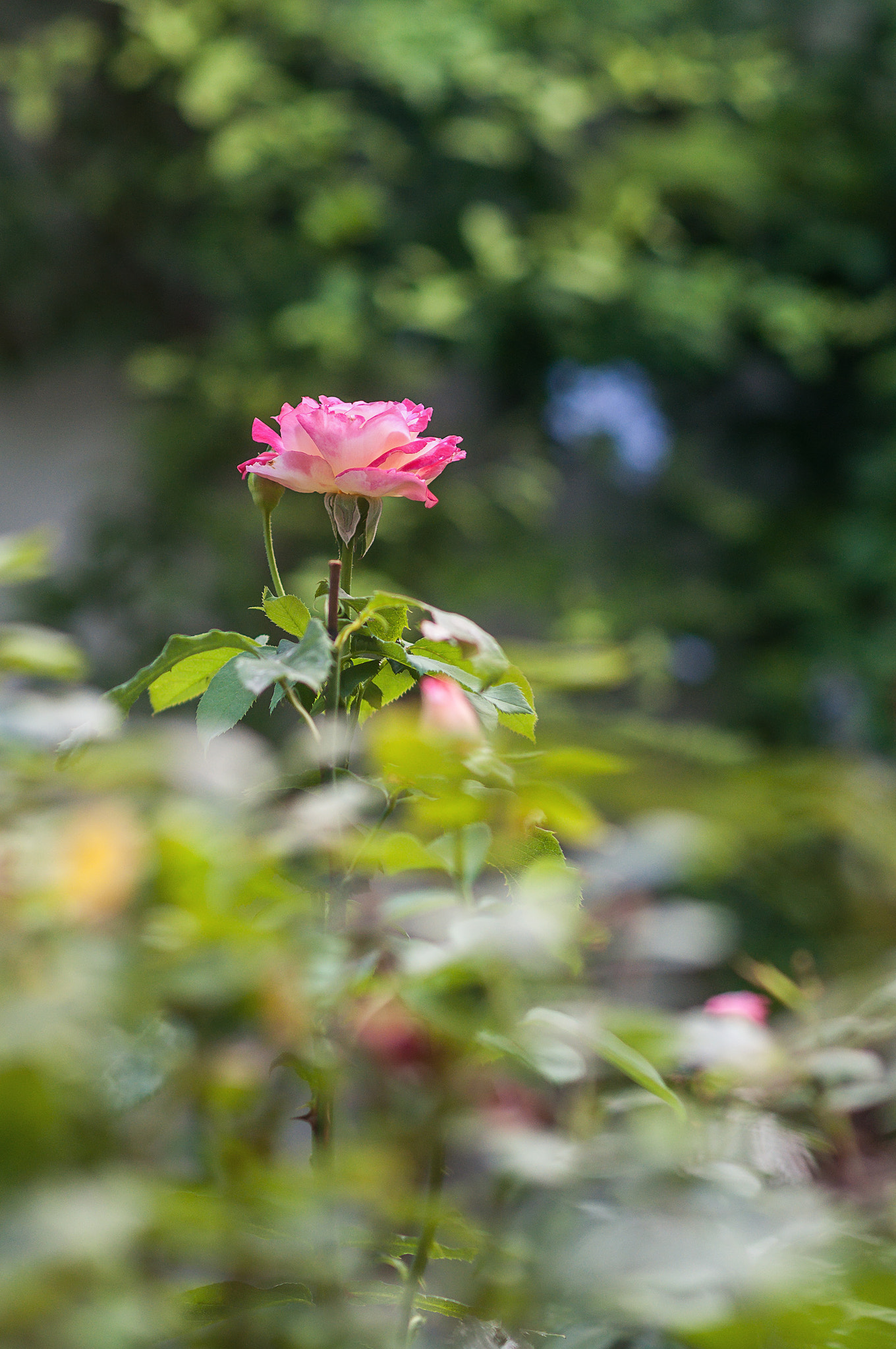 Nikon D5000 + Nikon AF-S Nikkor 85mm F1.8G sample photo. Rose. photography