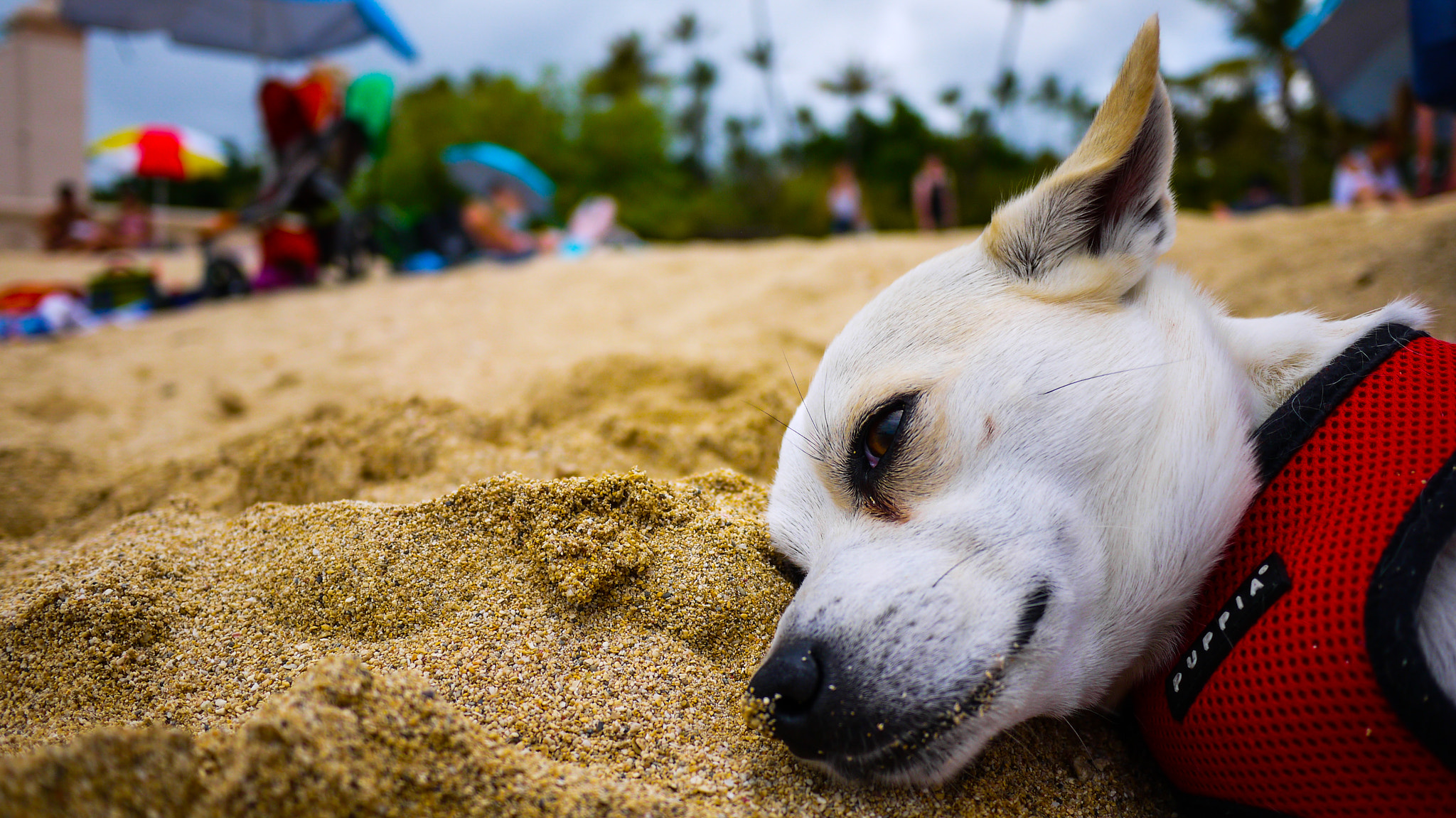 Panasonic Lumix DMC-GF3 + Panasonic Lumix G 14mm F2.5 ASPH sample photo. Beach dog photography