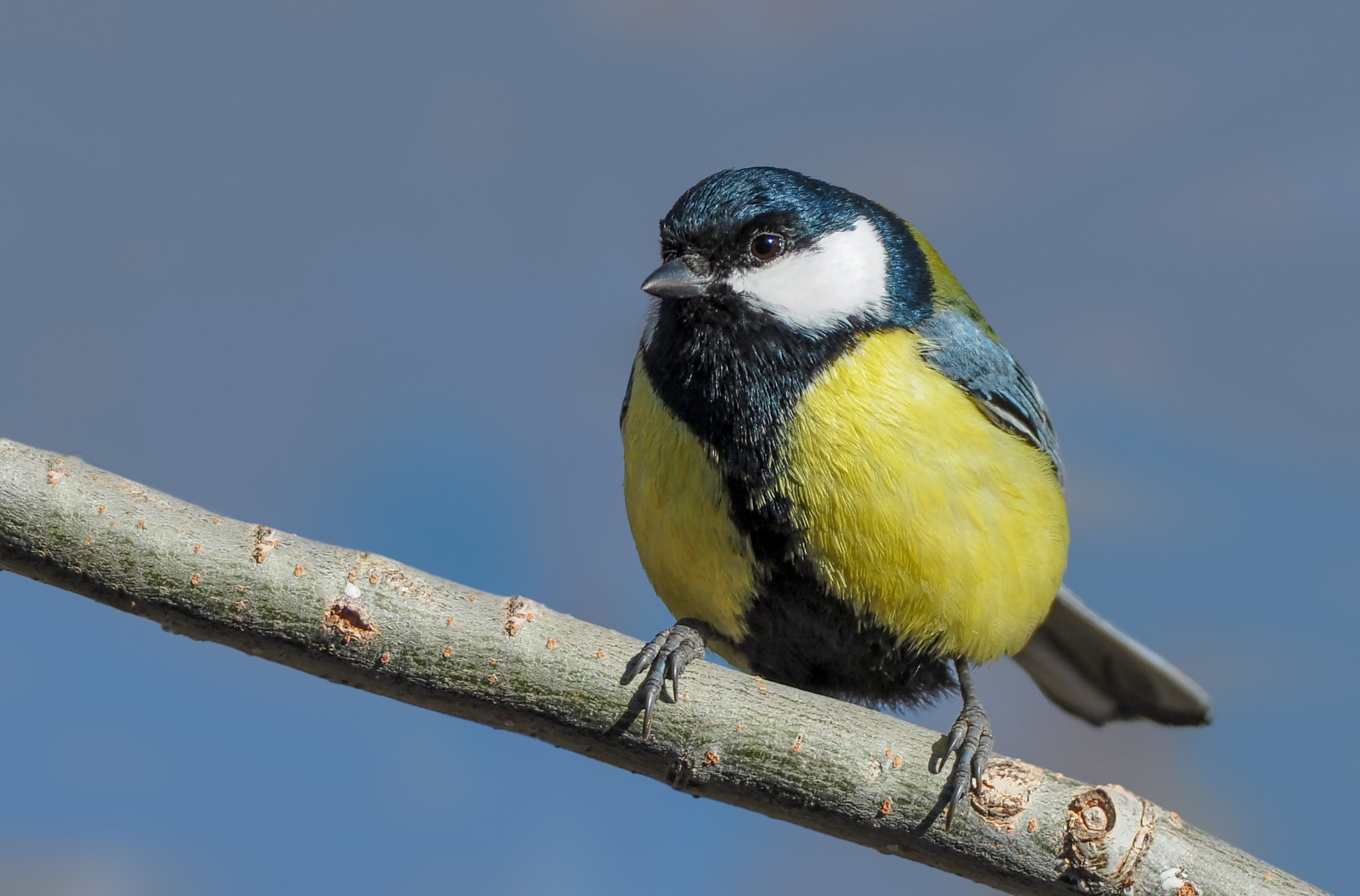 Nikon D90 + Nikon AF-S Nikkor 300mm F4D ED-IF sample photo. Great tit photography