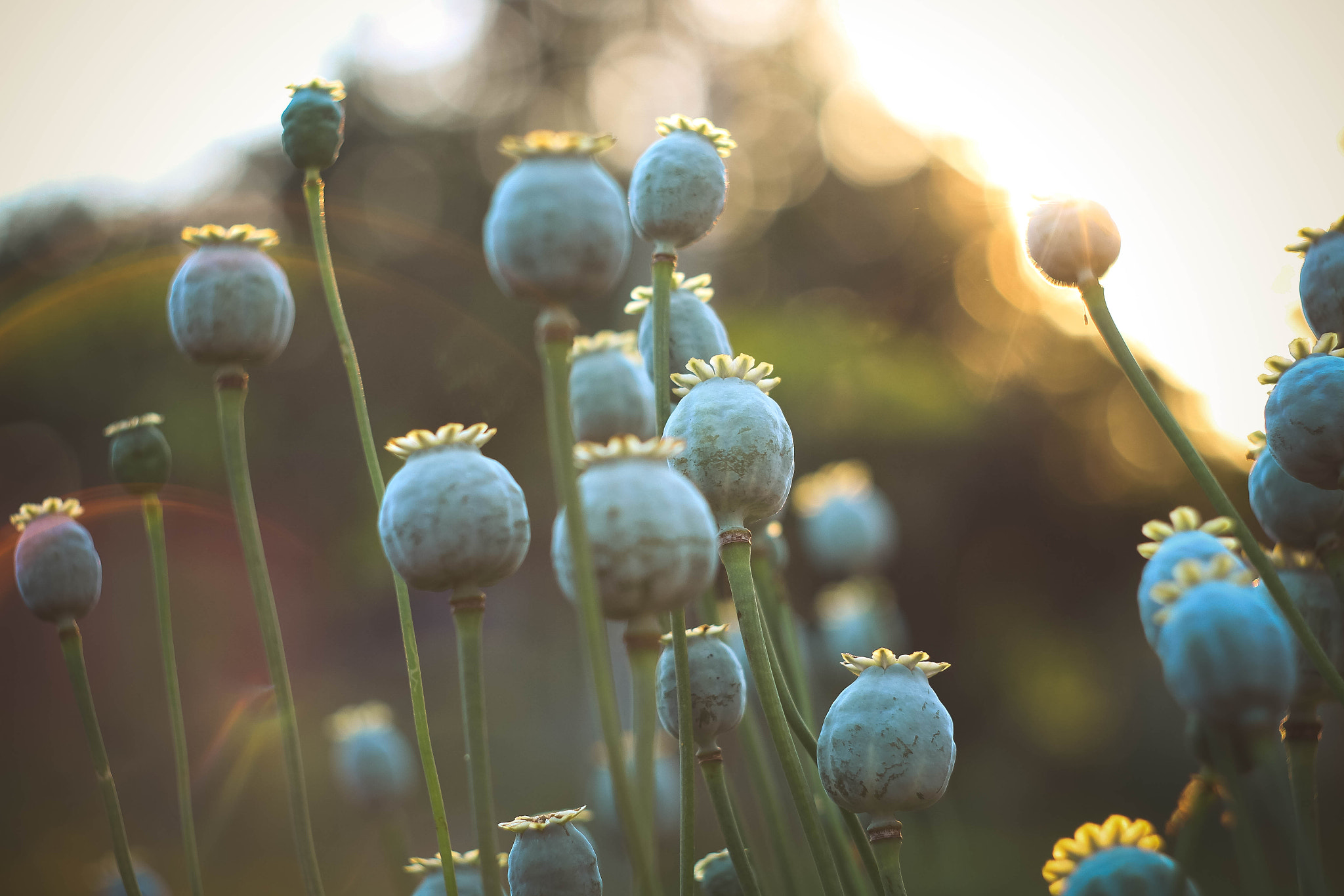 Canon EF 35-80mm f/4-5.6 sample photo. Poppy photography
