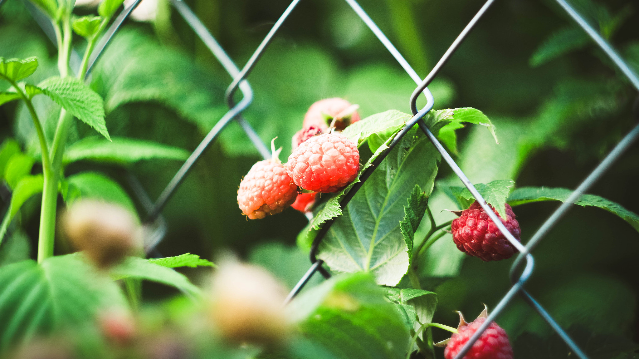 Canon EF 35-80mm f/4-5.6 sample photo. Raspbberies photography