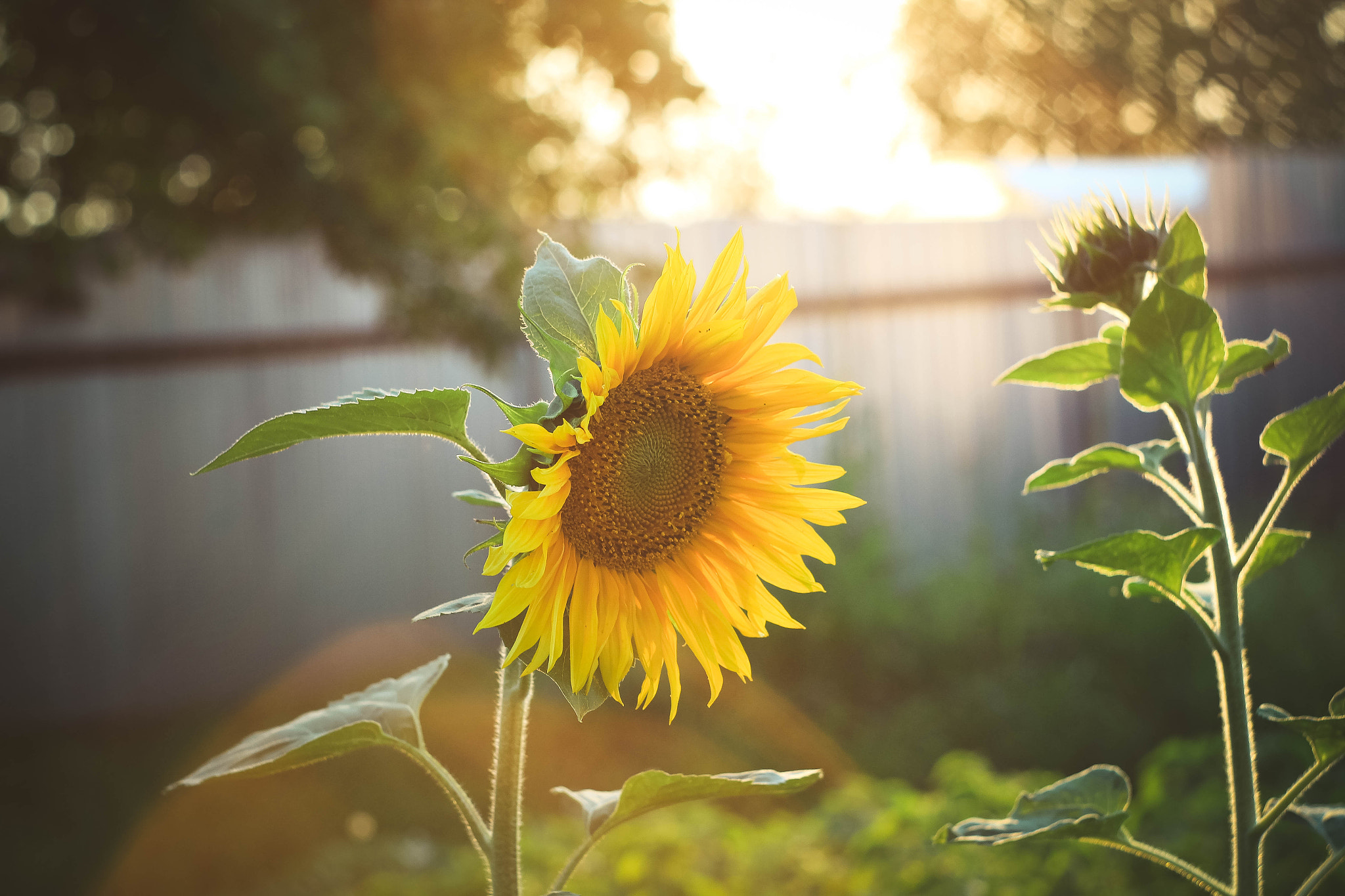 Canon EF 35-80mm f/4-5.6 sample photo. Sunflower photography