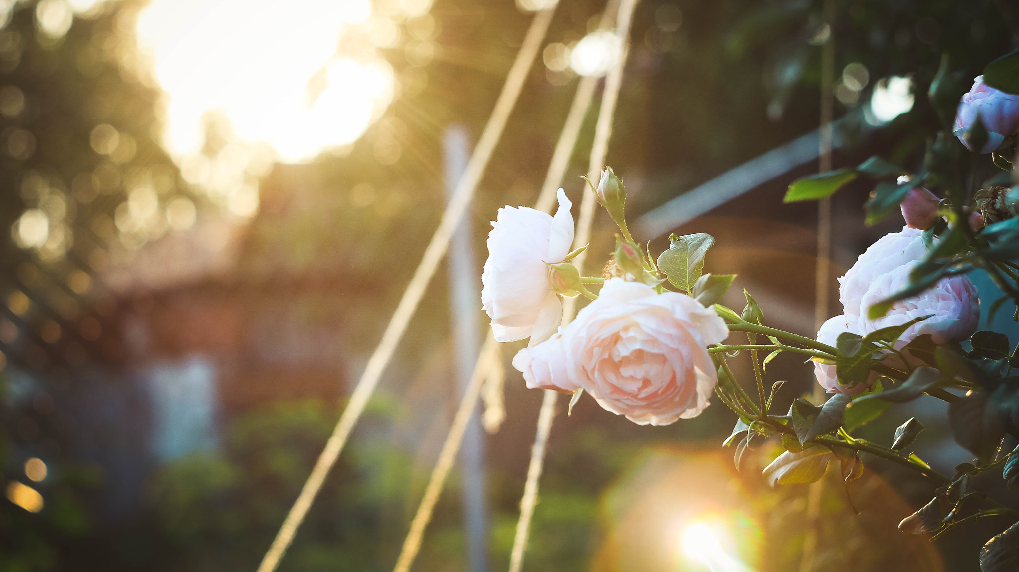 Canon EF 35-80mm f/4-5.6 sample photo. Rose flower photography