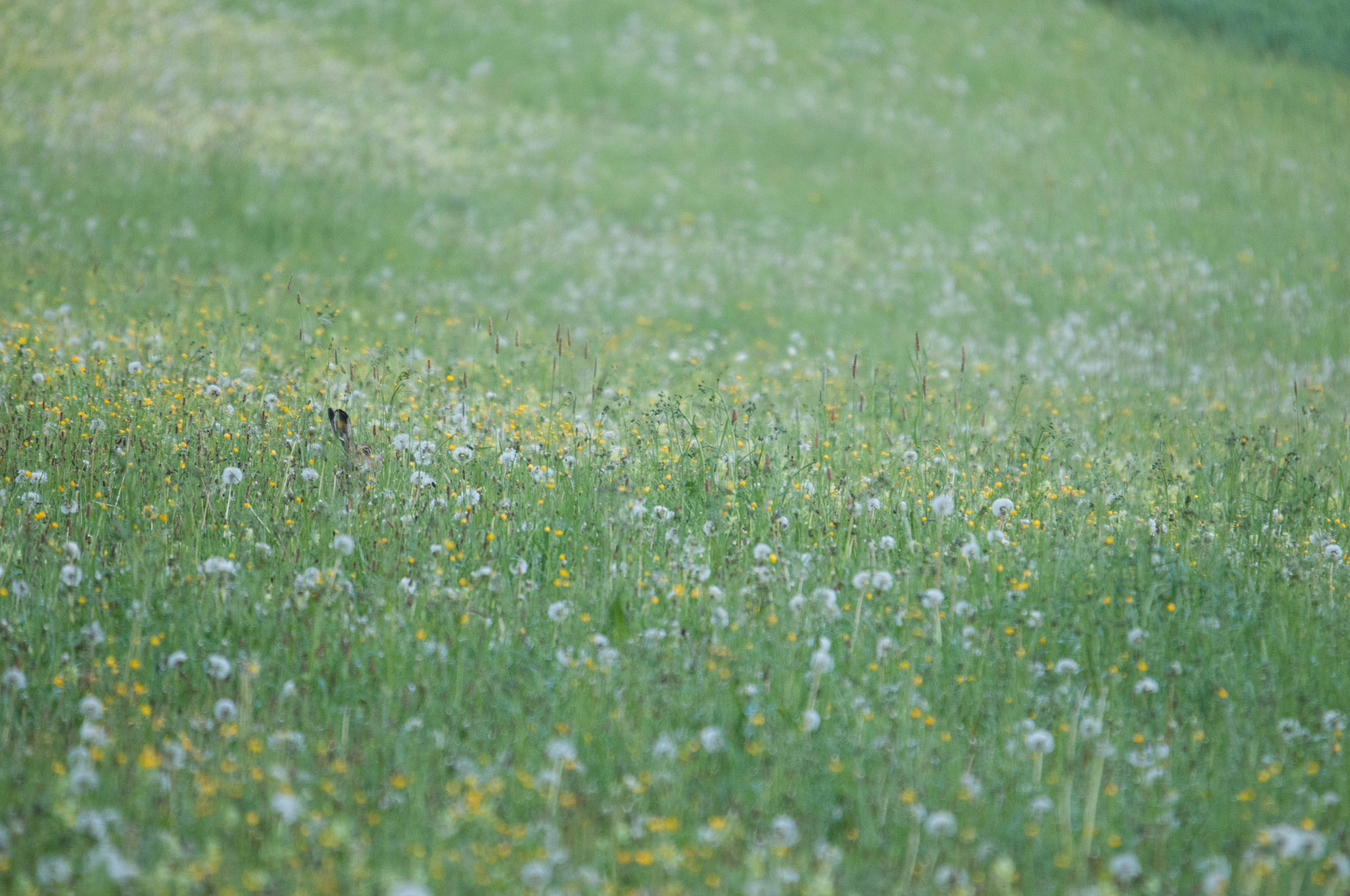 Sigma 120-400mm F4.5-5.6 DG OS HSM sample photo. Lièvre  photography