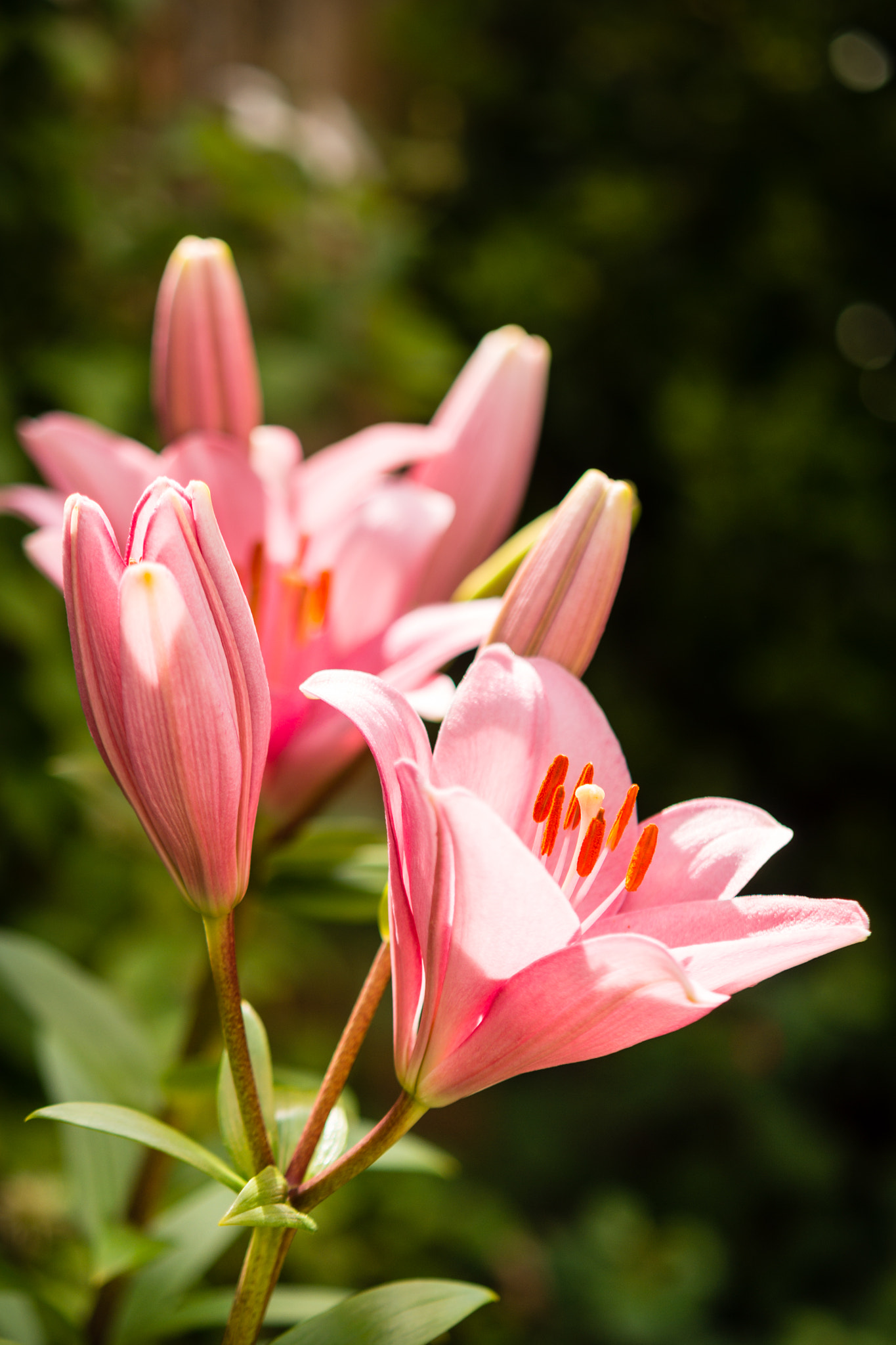 Sigma 70-200mm F2.8 EX DG Macro HSM II sample photo. Lillies photography