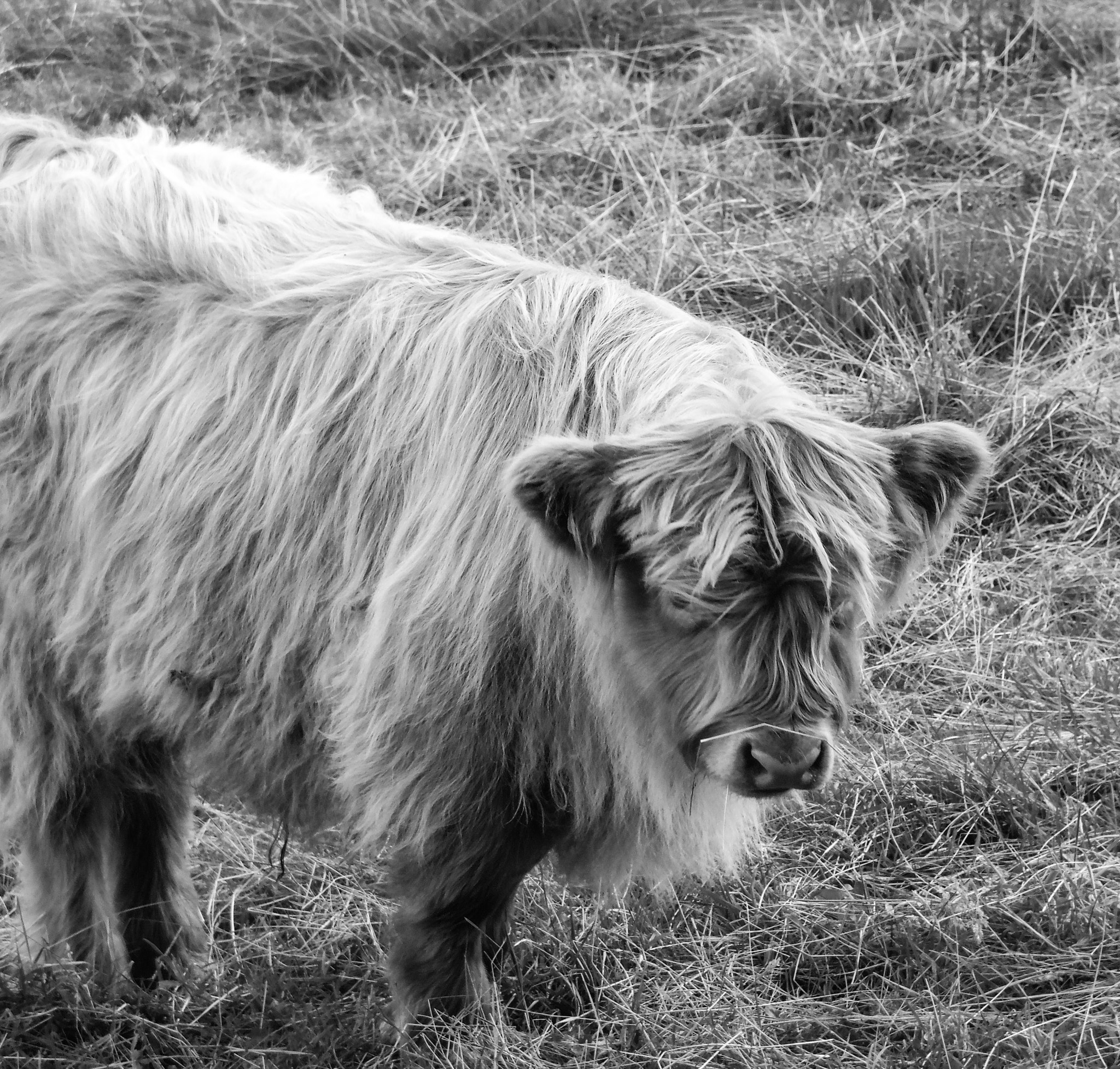 Samsung WB2200F sample photo. Cow photography