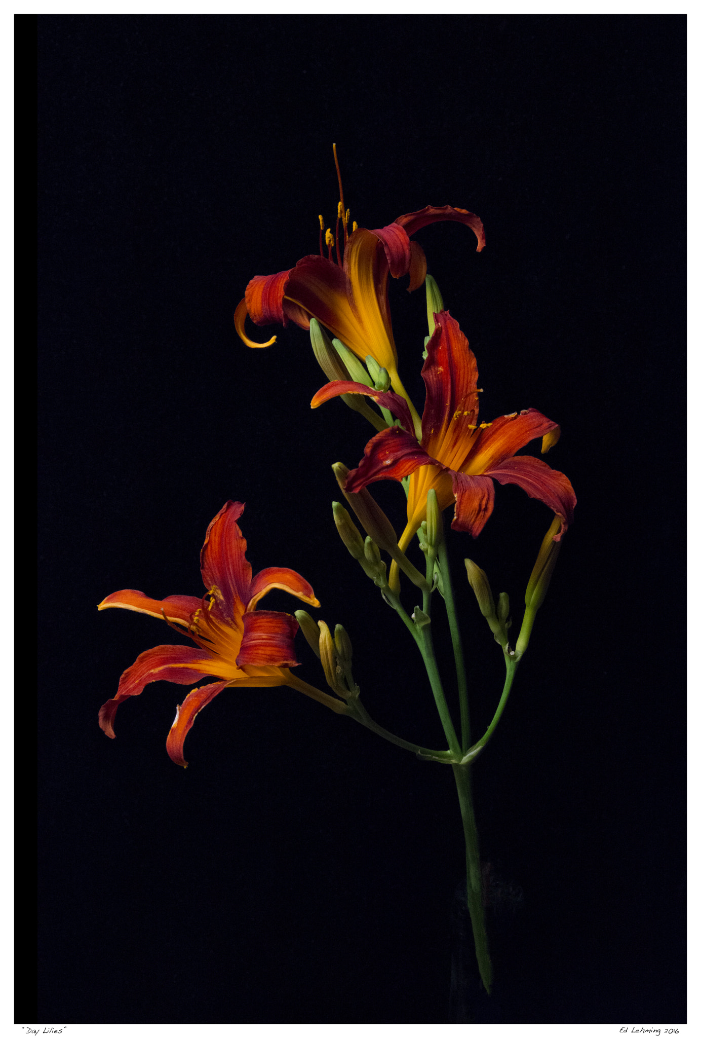 Tamron SP 70-200mm F2.8 Di VC USD sample photo. "day lilies" photography