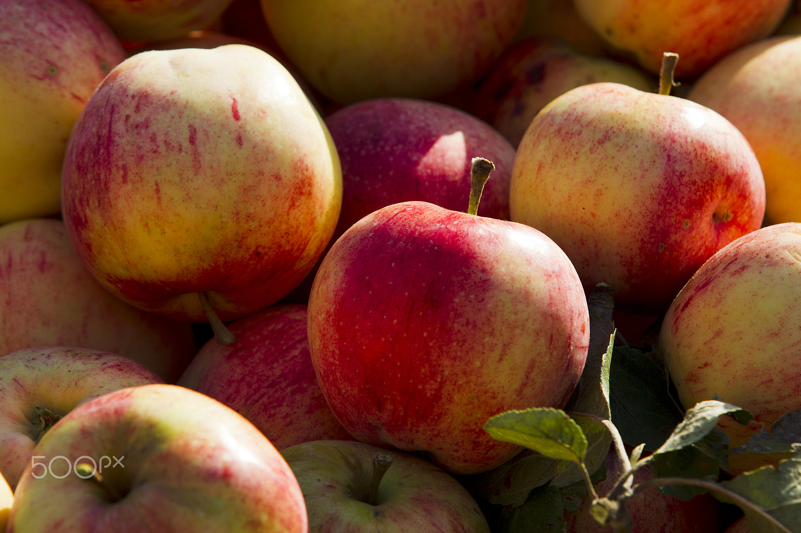 Canon EOS-1D Mark IV sample photo. Apples photography