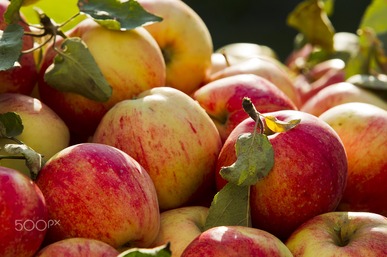 Canon EOS-1D Mark IV sample photo. Apples photography
