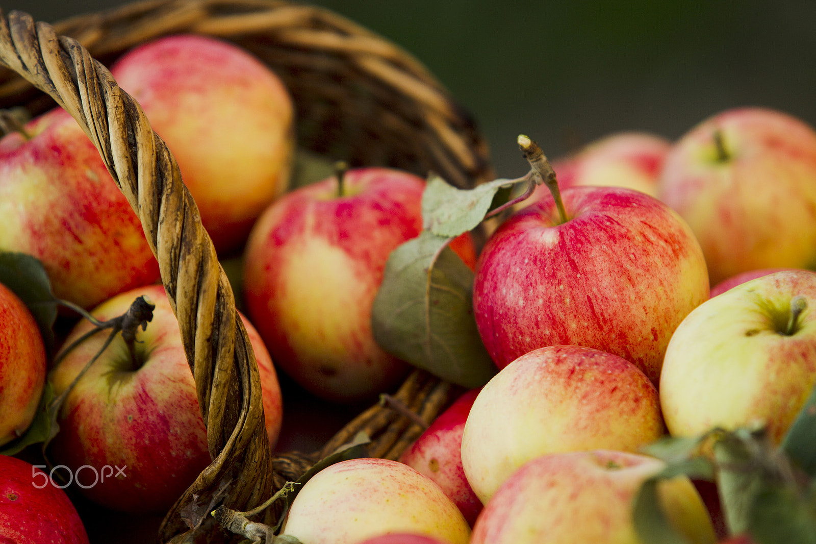 Canon EOS-1D Mark IV sample photo. Apples photography