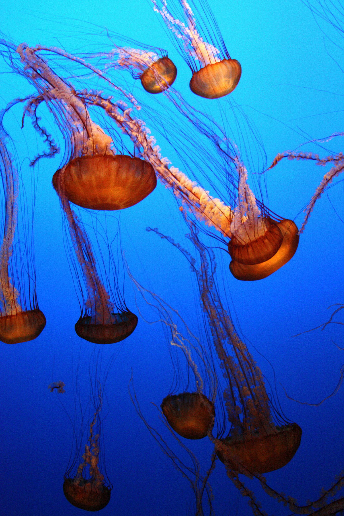 Canon EOS 450D (EOS Rebel XSi / EOS Kiss X2) sample photo. Jellyfish photography