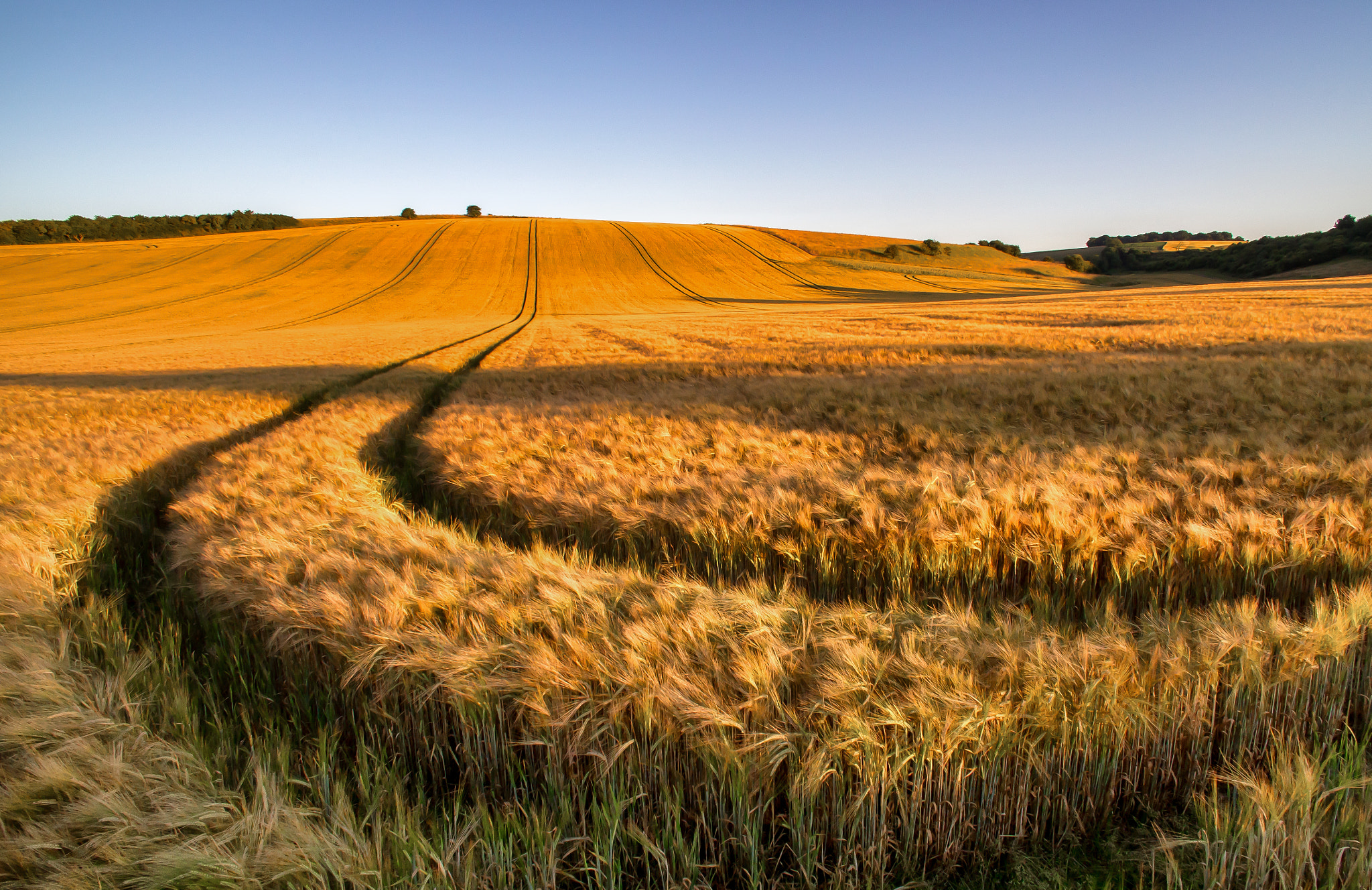 Tokina AT-X Pro 12-24mm F4 (IF) DX sample photo. A field of golden barley photography