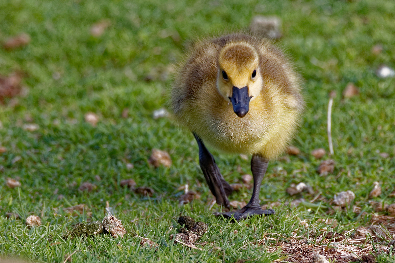 Canon EOS 600D (Rebel EOS T3i / EOS Kiss X5) + Tamron SP 150-600mm F5-6.3 Di VC USD sample photo. Canada goose gosling walking photography