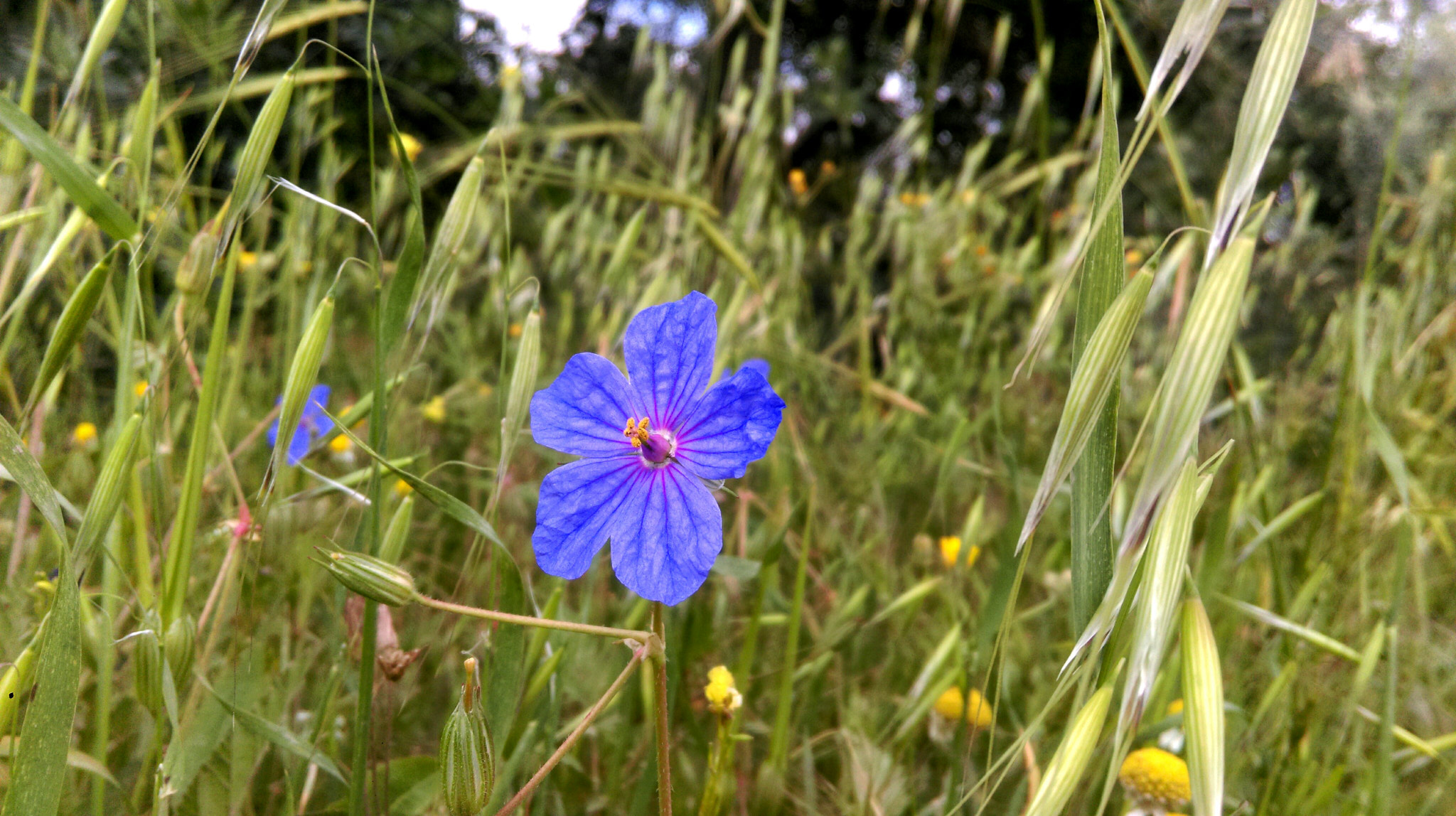 HTC 0P9C8 sample photo. الوردة البنفسجية photography