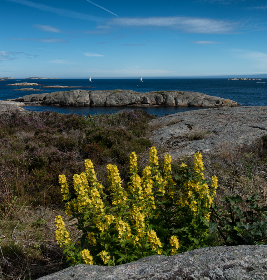 Nikon D750 + Nikon PC-E Nikkor 24mm F3.5D ED Tilt-Shift sample photo. Kåløy photography