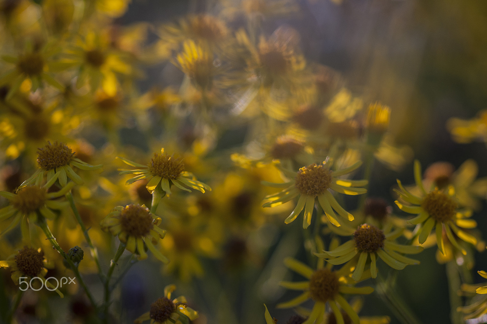Sigma 105mm F2.8 EX DG OS HSM sample photo. Before the sun said 'see you tomorrow' photography