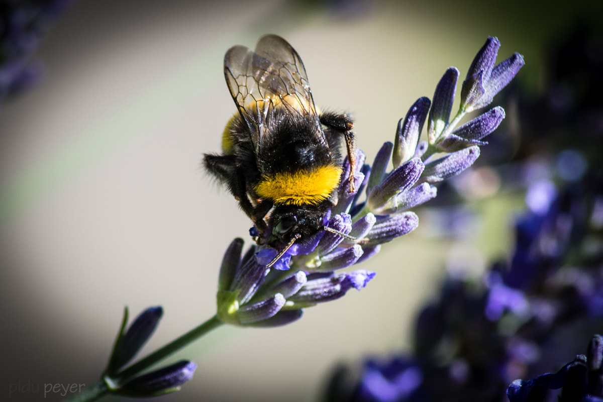Nikon D5 sample photo. Bumblebee at work - hummel an der arbeit photography
