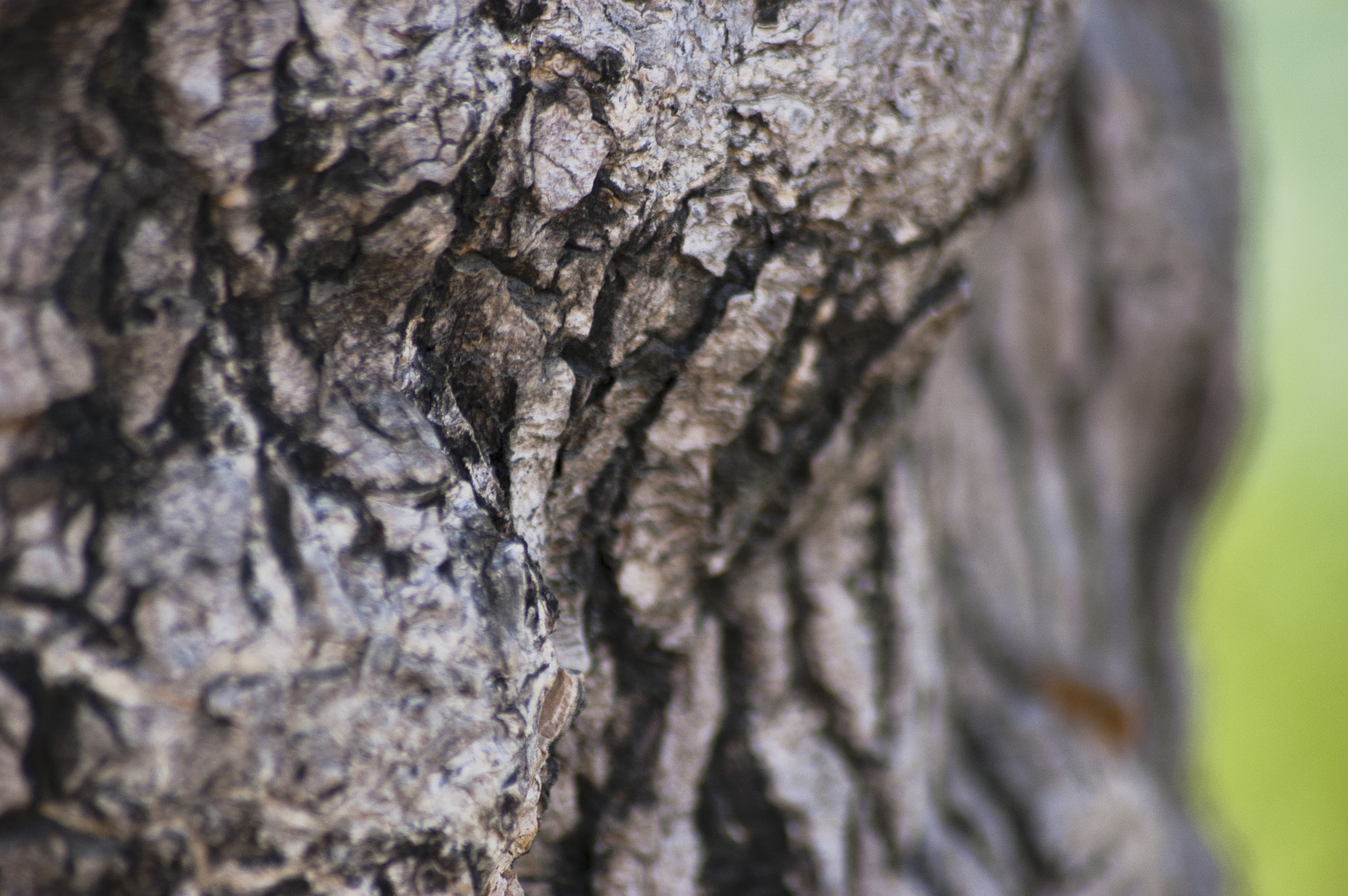 Sigma 70-300mm F4-5.6 APO DG Macro sample photo. Tree photography