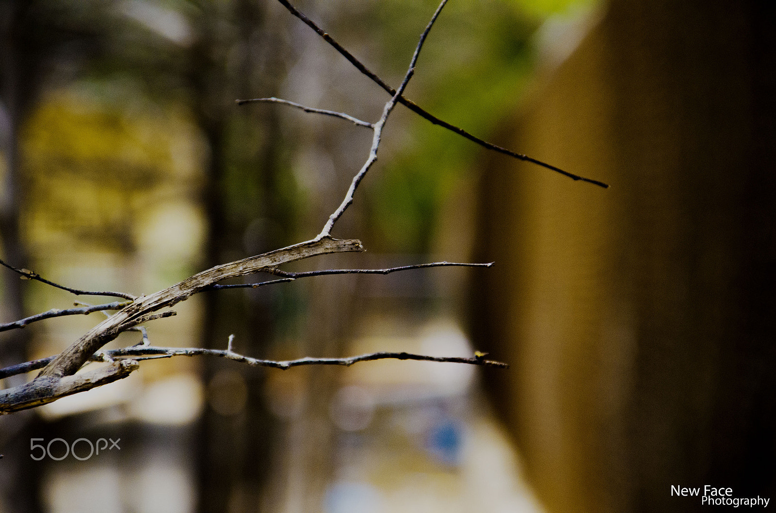 Sigma 28-300mm F3.5-6.3 DG Macro sample photo. Tree photography
