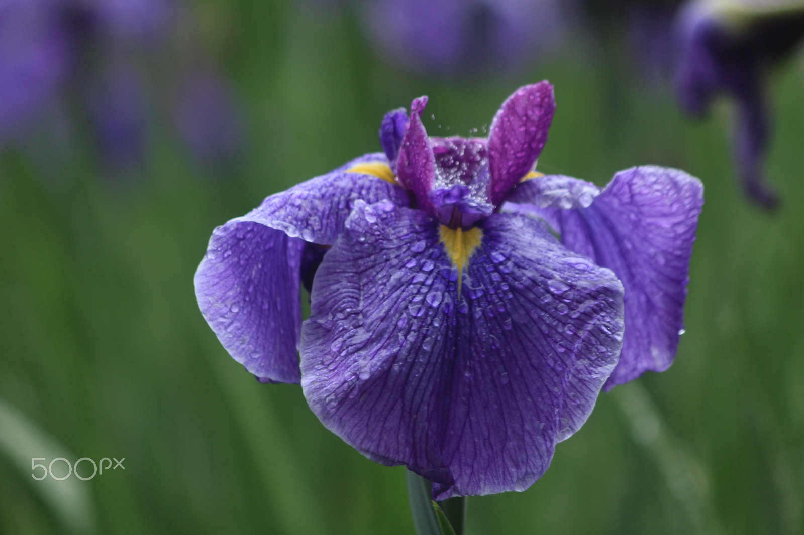 Canon EOS 550D (EOS Rebel T2i / EOS Kiss X4) sample photo. Iris photography