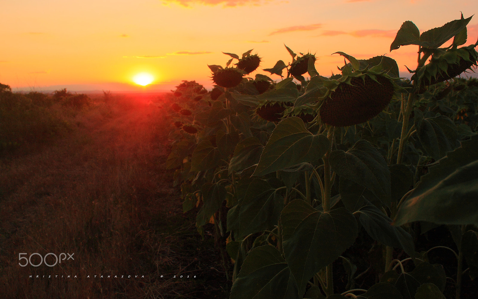 Canon EF-S 18-55mm F3.5-5.6 IS sample photo. Fragile... photography