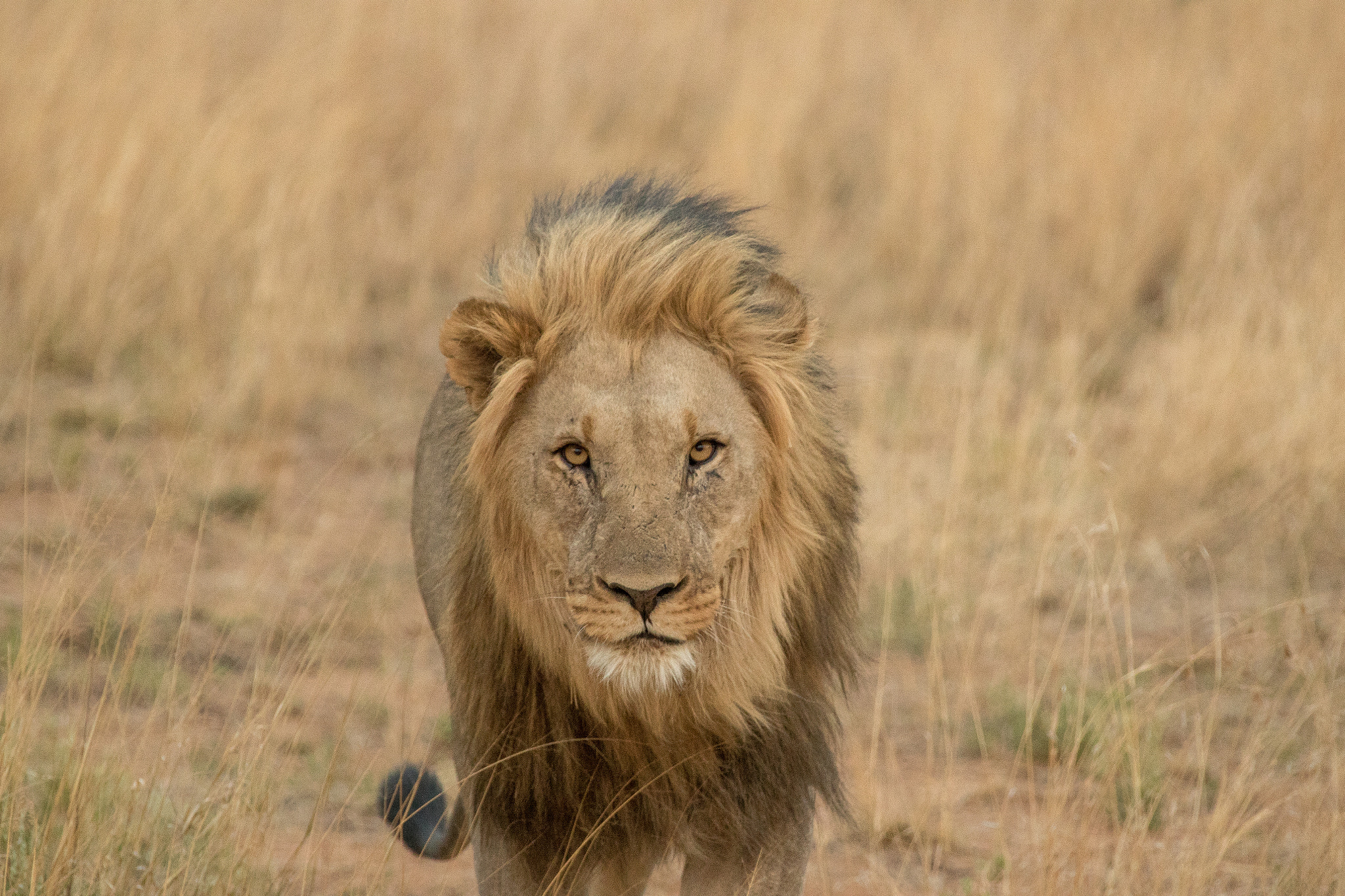 Canon EF 28-300mm F3.5-5.6L IS USM sample photo. Safari photography