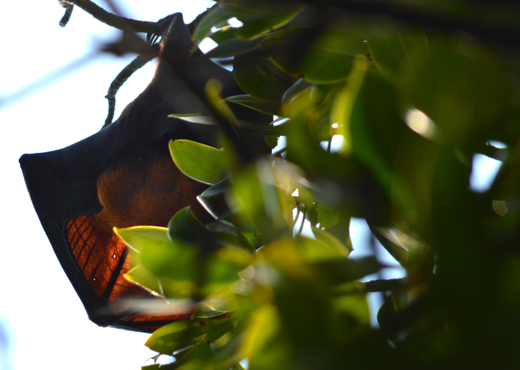 Nikon D3200 + Nikon AF Nikkor 20mm F2.8D sample photo. Flying fox photography