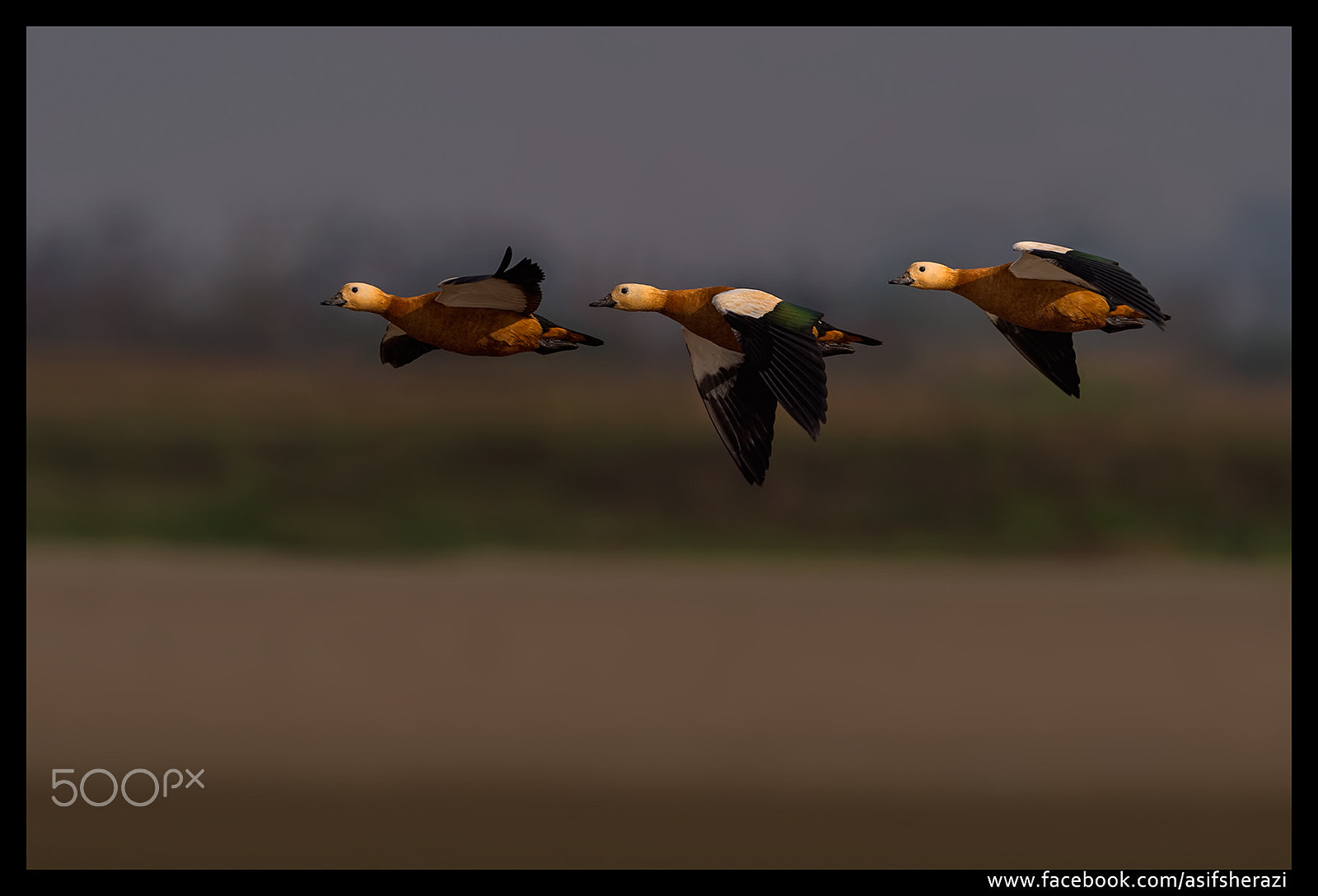 Nikon AF-S Nikkor 600mm F4E FL ED VR sample photo. Beauty of the nature photography