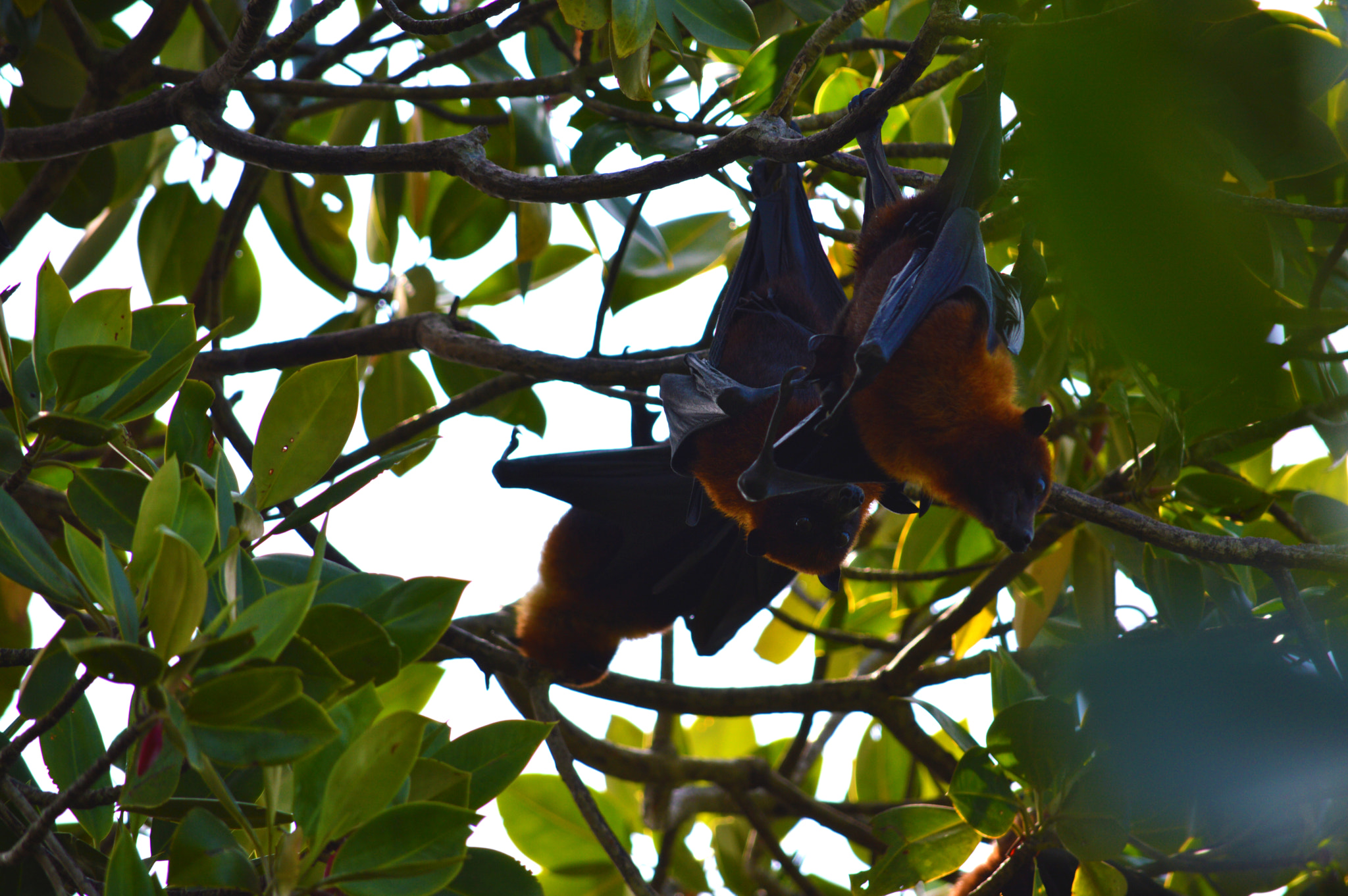 Nikon D3200 + AF Nikkor 50mm f/1.8 N sample photo. Flying fox photography