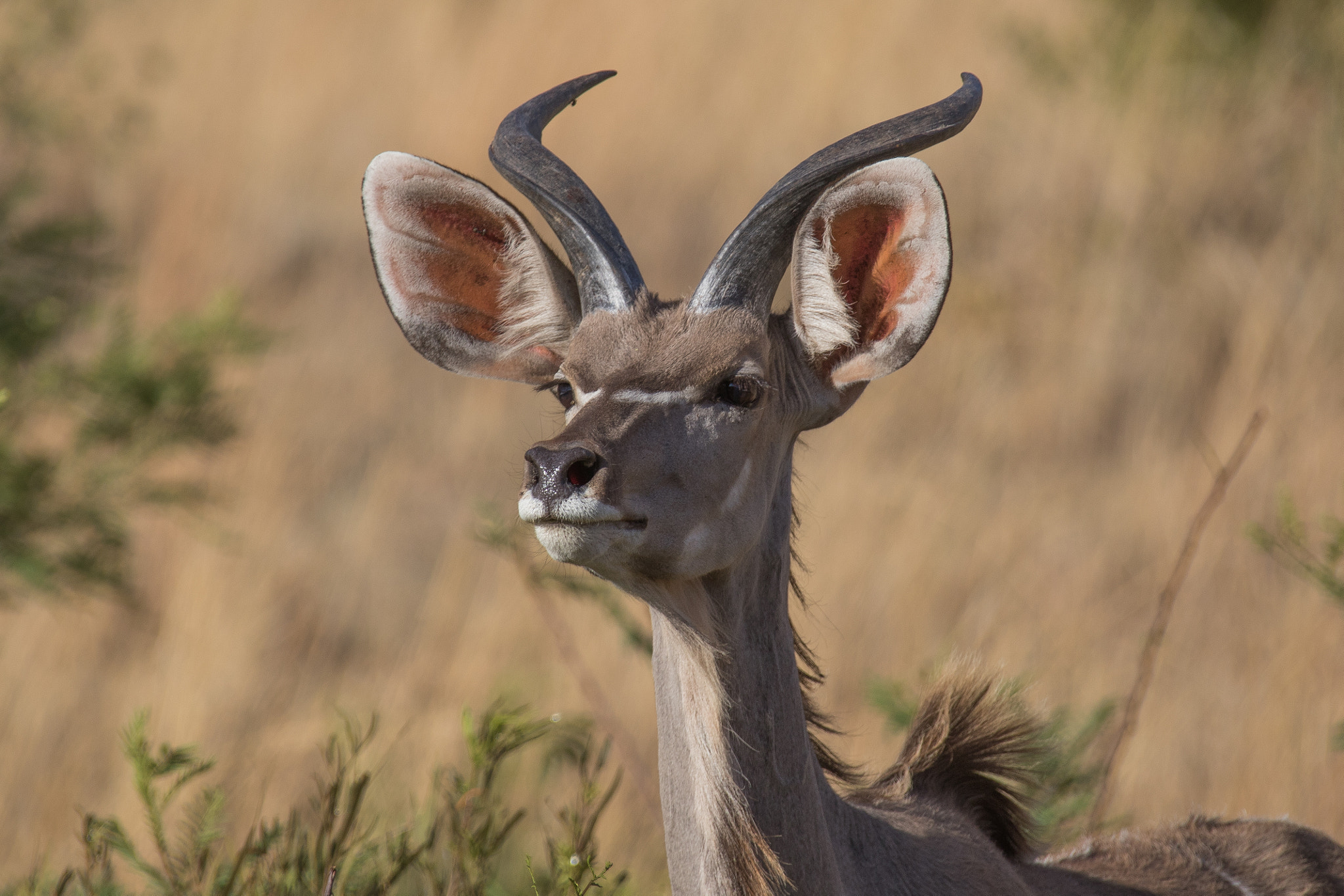 Canon EF 28-300mm F3.5-5.6L IS USM sample photo. Safari photography