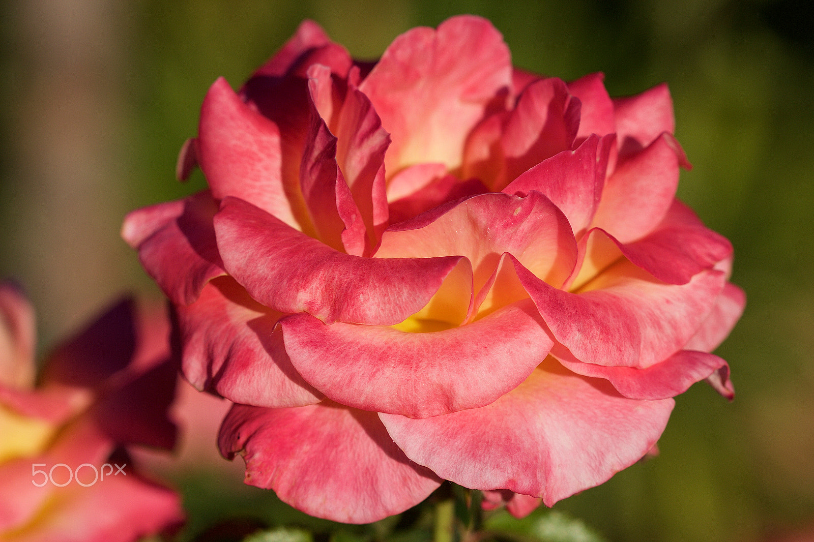 Canon EF 100mm F2.8 Macro USM sample photo. Macro by edyta photography