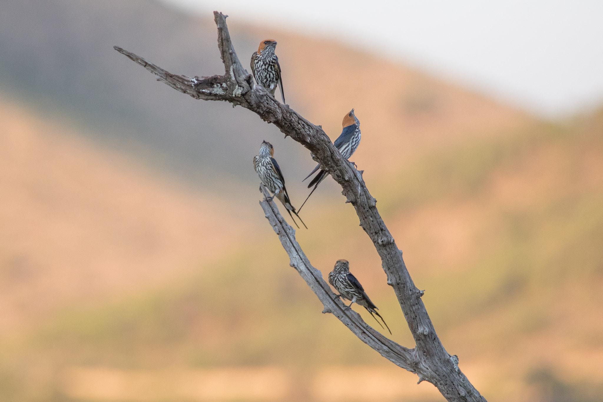 Canon EF 28-300mm F3.5-5.6L IS USM sample photo. Safari photography