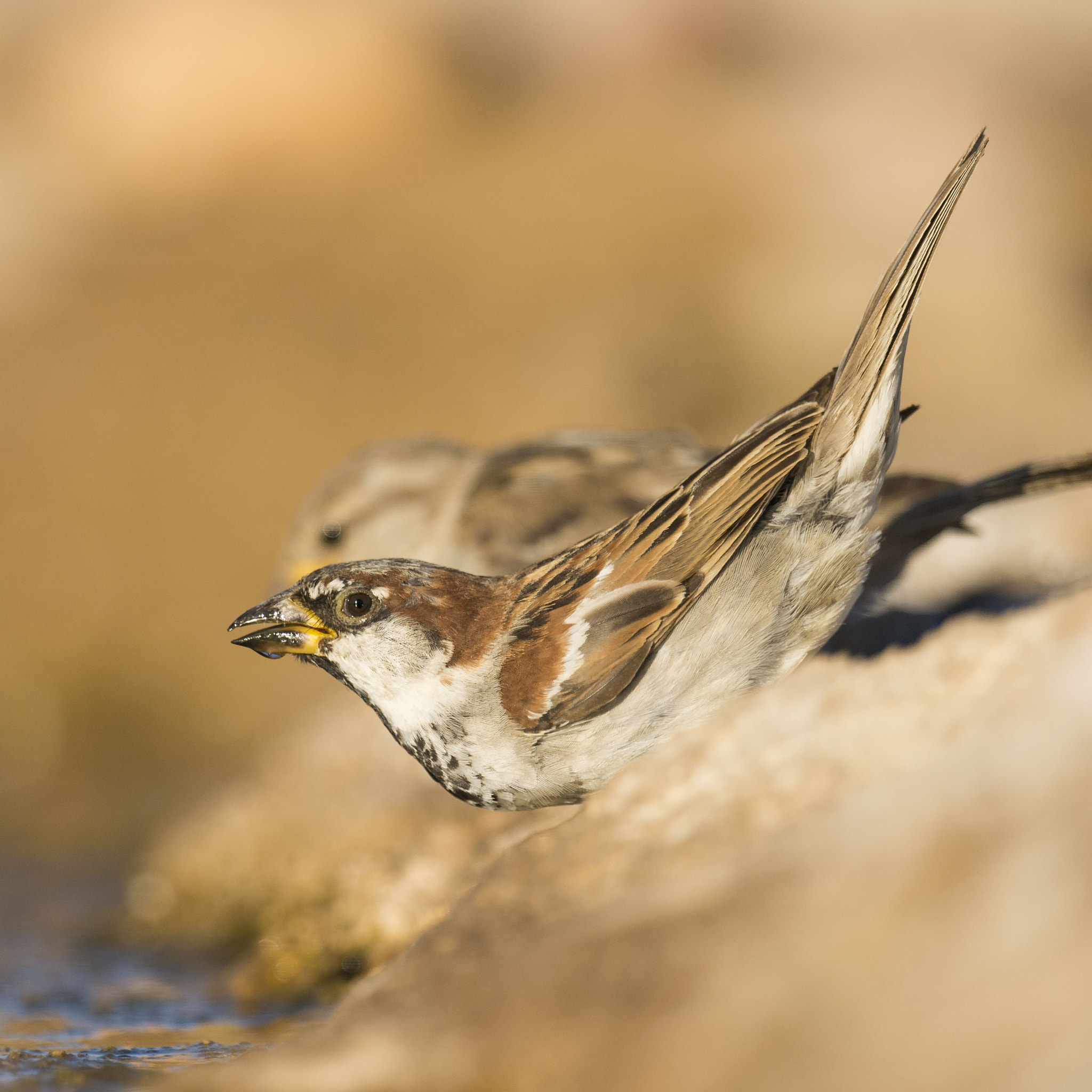 Nikon D610 + Nikon AF-S Nikkor 600mm F4G ED VR sample photo. Gorrión moruno photography