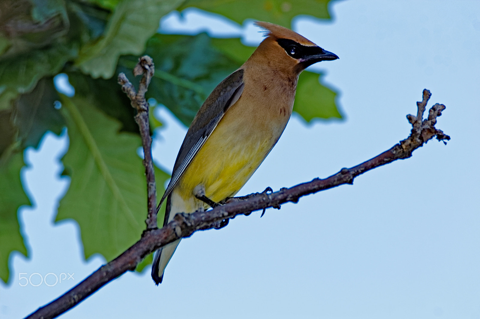 Tamron SP 150-600mm F5-6.3 Di VC USD sample photo. Cedar waxwing in the leaves photography
