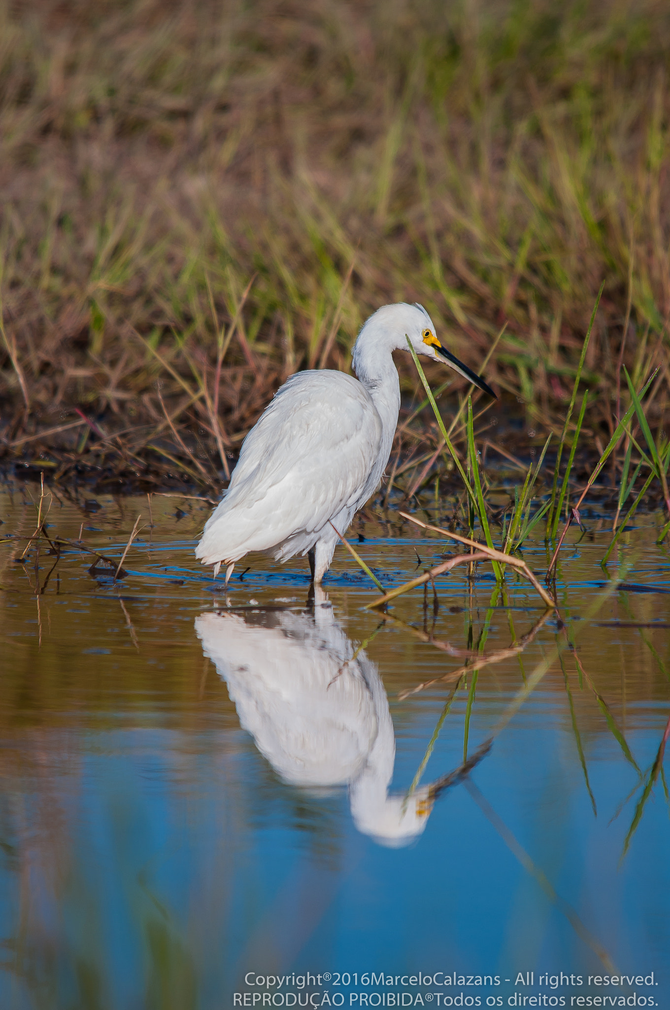 Sigma 150-500mm F5-6.3 DG OS HSM sample photo. Snowy egrett photography