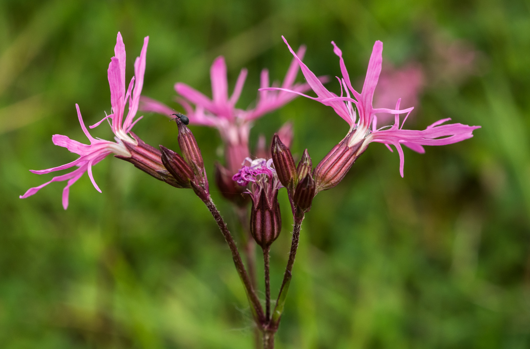 Nikon D7100 + AF Micro-Nikkor 60mm f/2.8 sample photo. One small step for man, one giant leap for insects photography