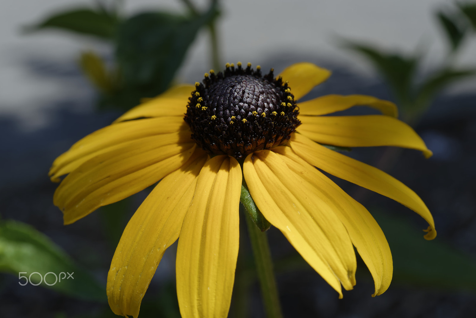 Nikon AF-S Micro-Nikkor 60mm F2.8G ED sample photo. In the shadow photography