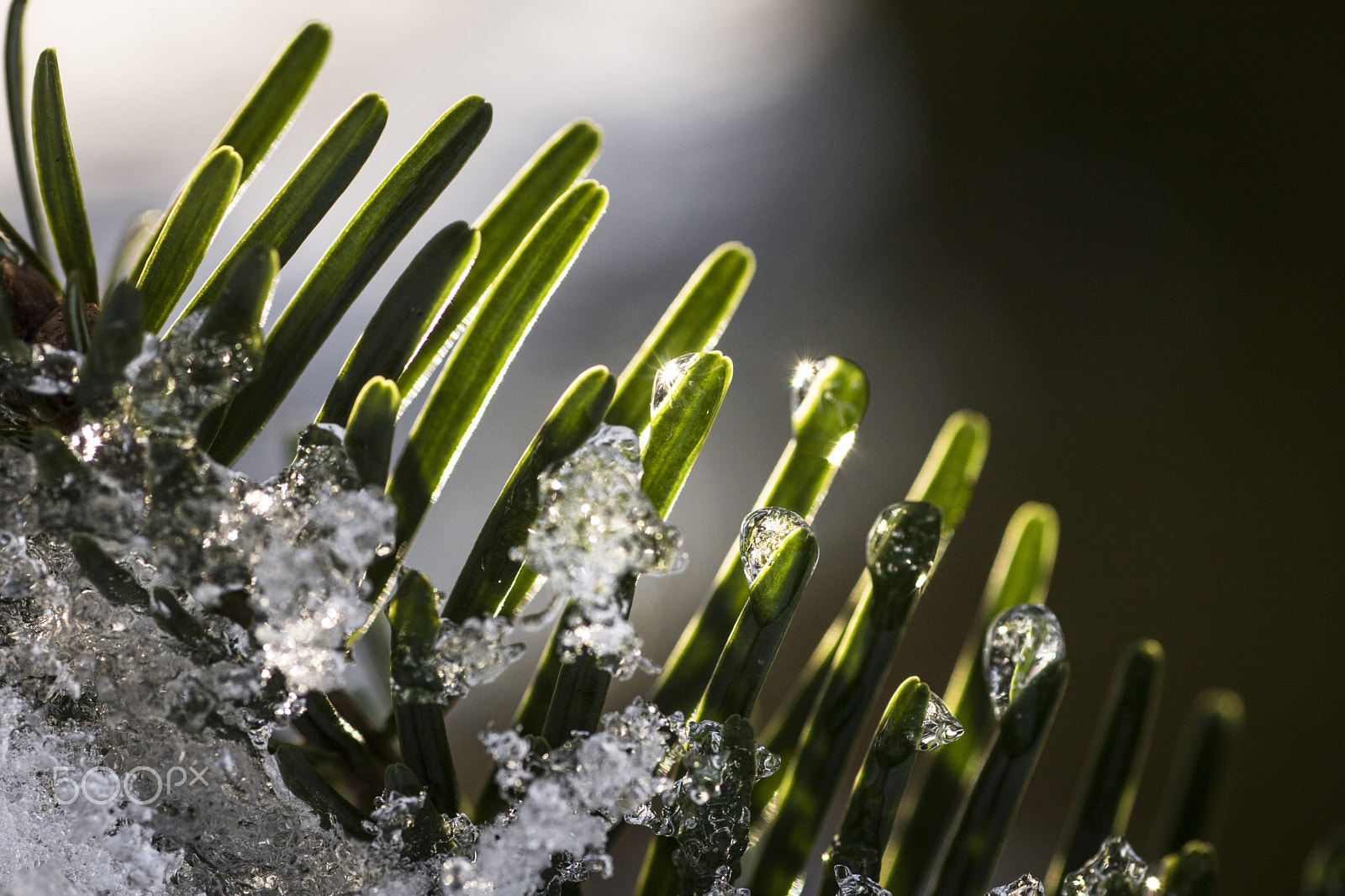 Tamron SP AF 90mm F2.8 Di Macro sample photo. Winter's beauty photography
