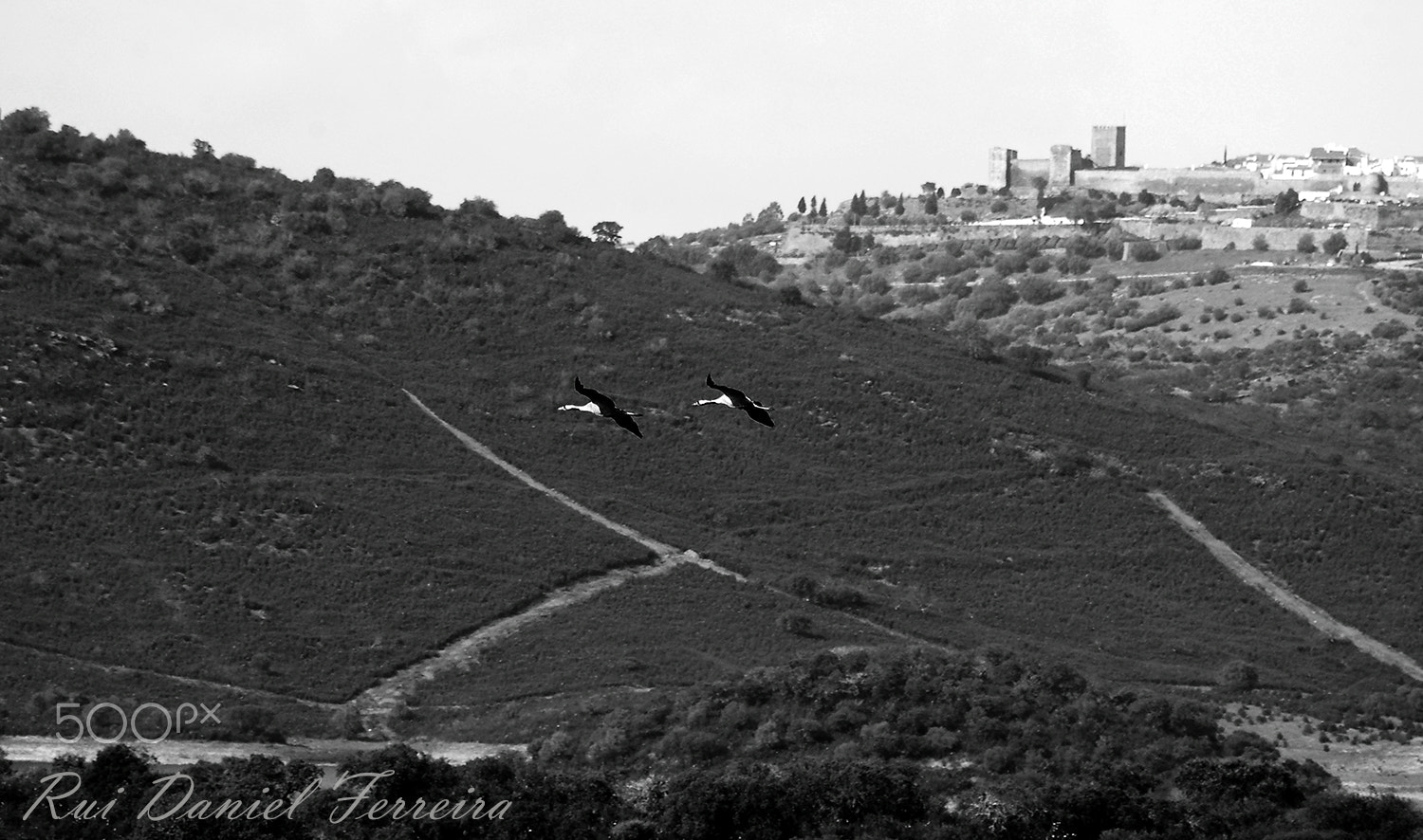 Nikon D50 sample photo. Monsaraz / grous photography