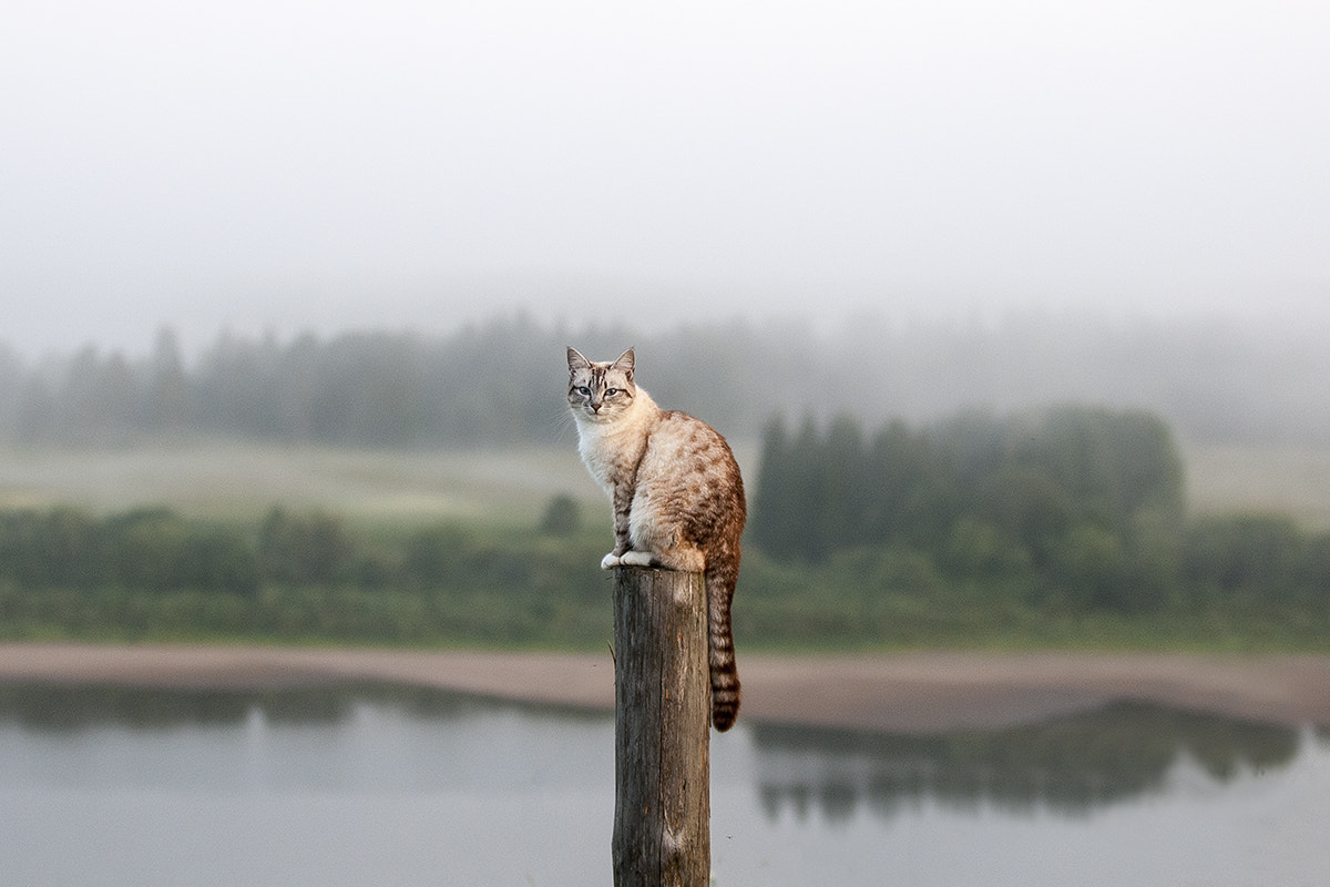 Nikon D300S sample photo. Cat photography