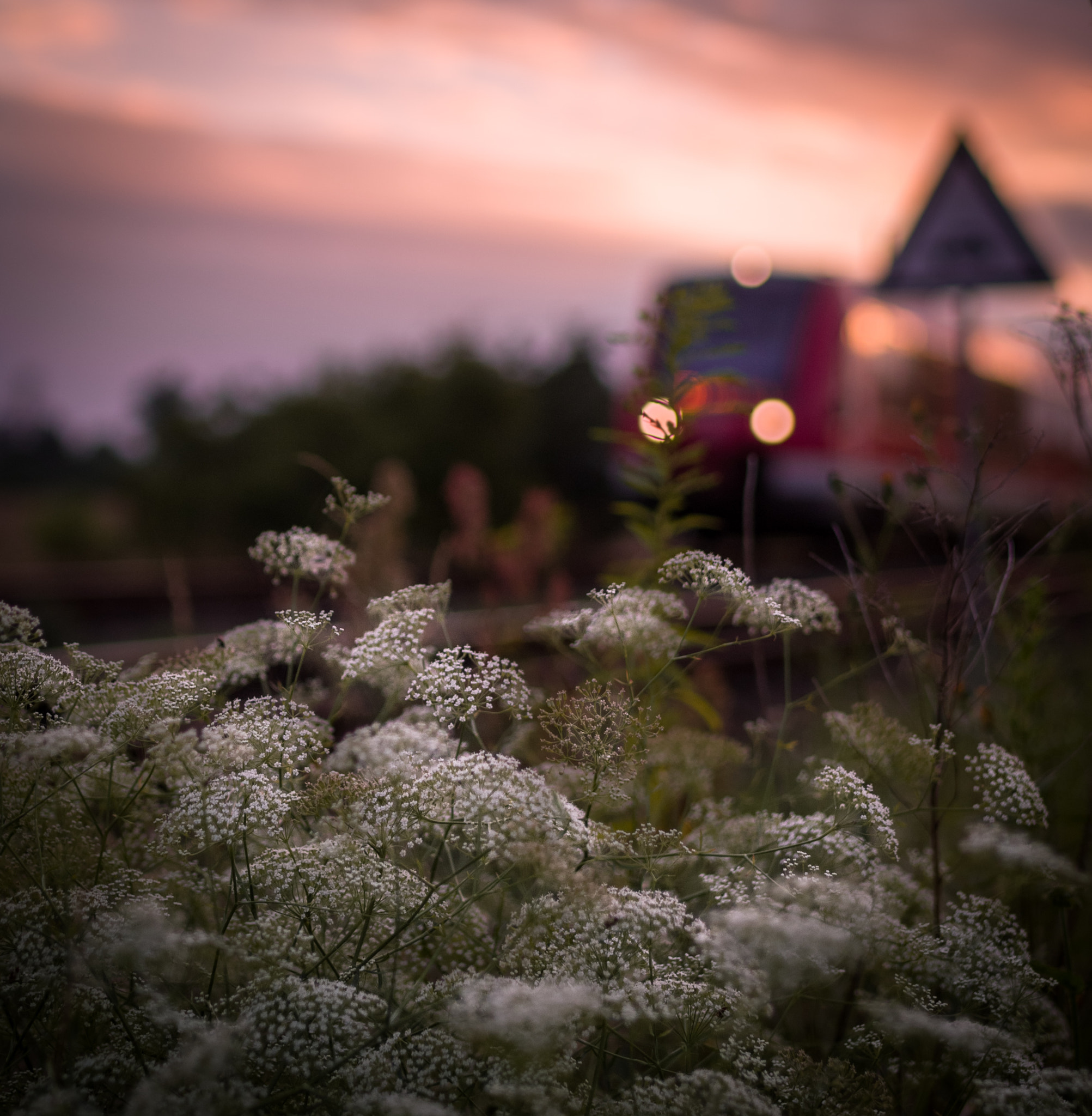 Pentax K-50 + A Series Lens sample photo. Flower express photography
