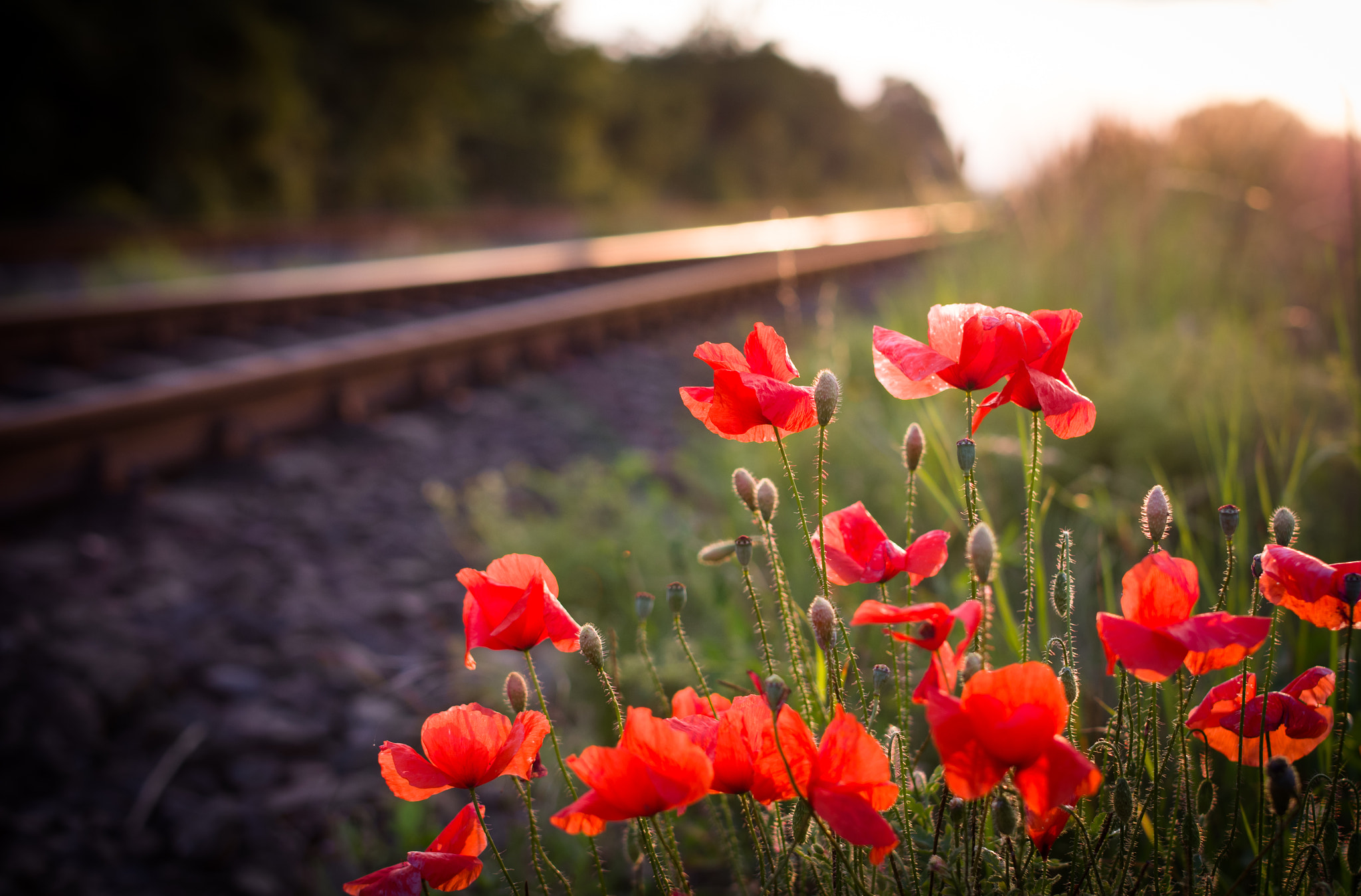 Pentax K-50 + A Series Lens sample photo. Poppys flowers waiting for a train photography
