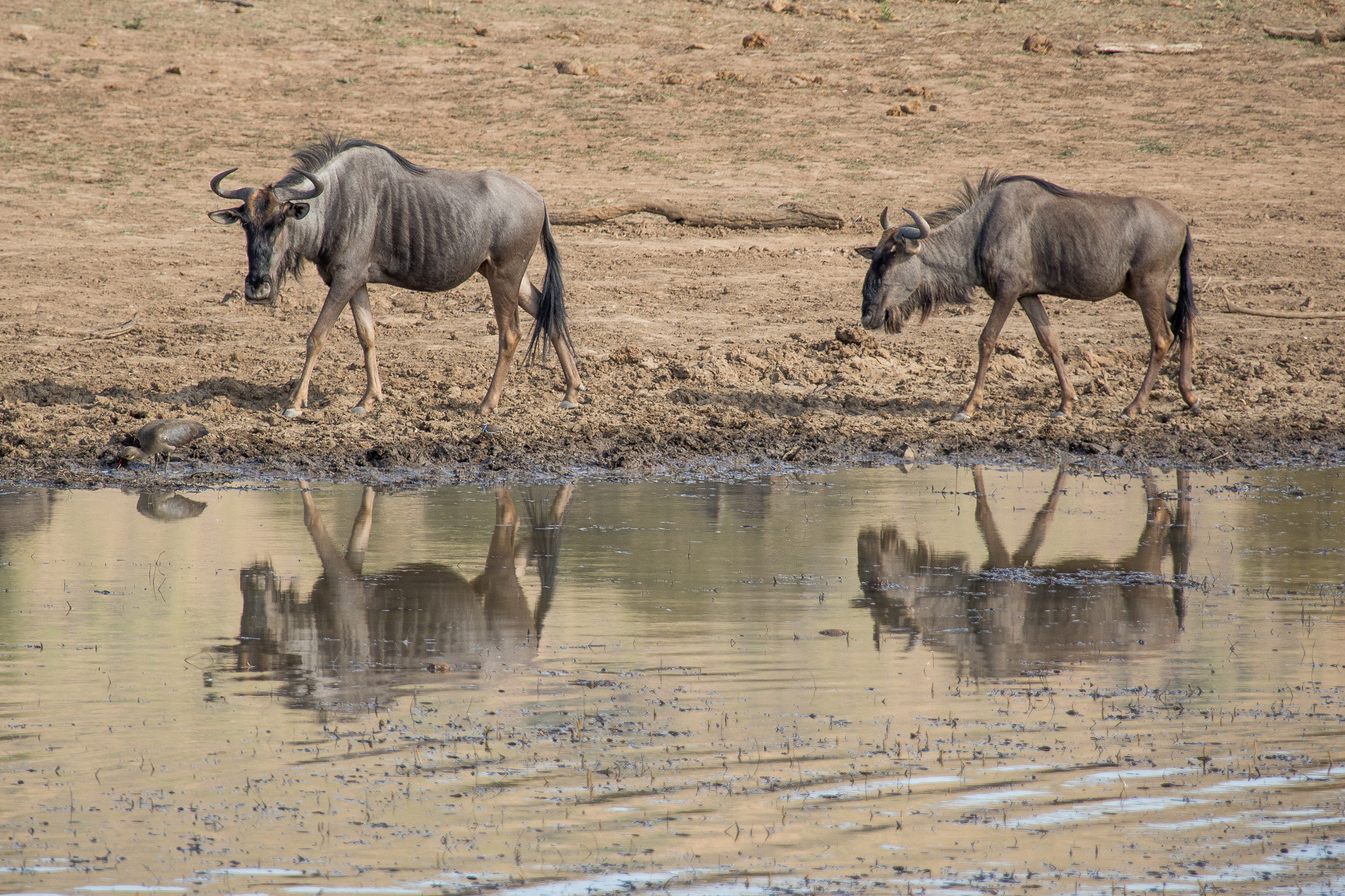 Canon EF 28-300mm F3.5-5.6L IS USM sample photo. Safari photography