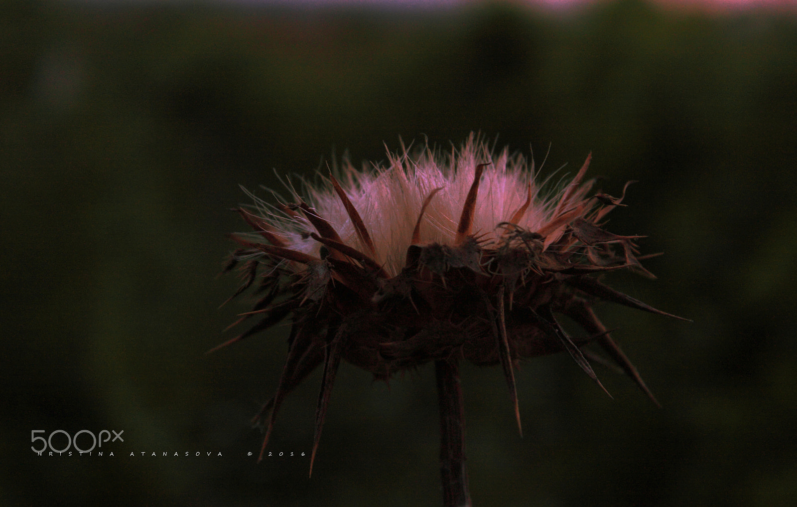 Canon EF-S 18-55mm F3.5-5.6 IS sample photo. Wish you were here... photography