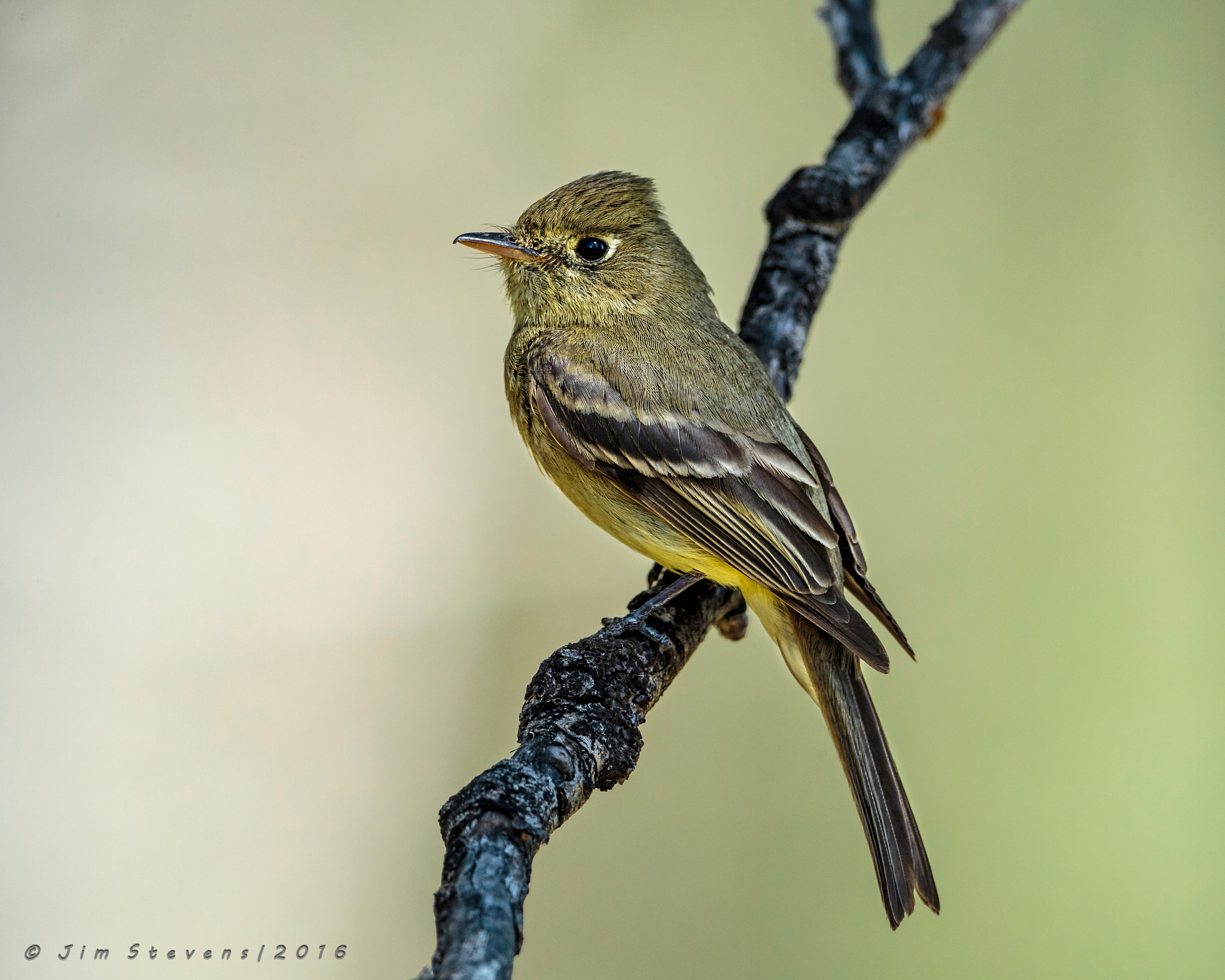 Canon EF 600mm F4L IS USM sample photo. Cordilleran flycatcher (empidonax occidentalis) photography