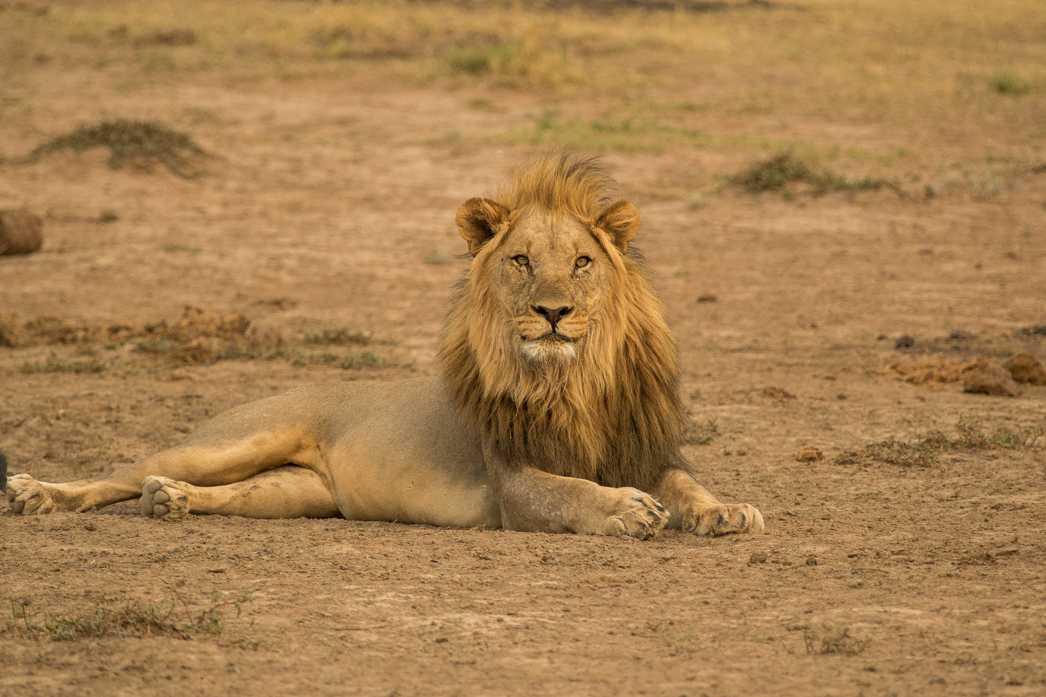 Canon EF 28-300mm F3.5-5.6L IS USM sample photo. Safari photography