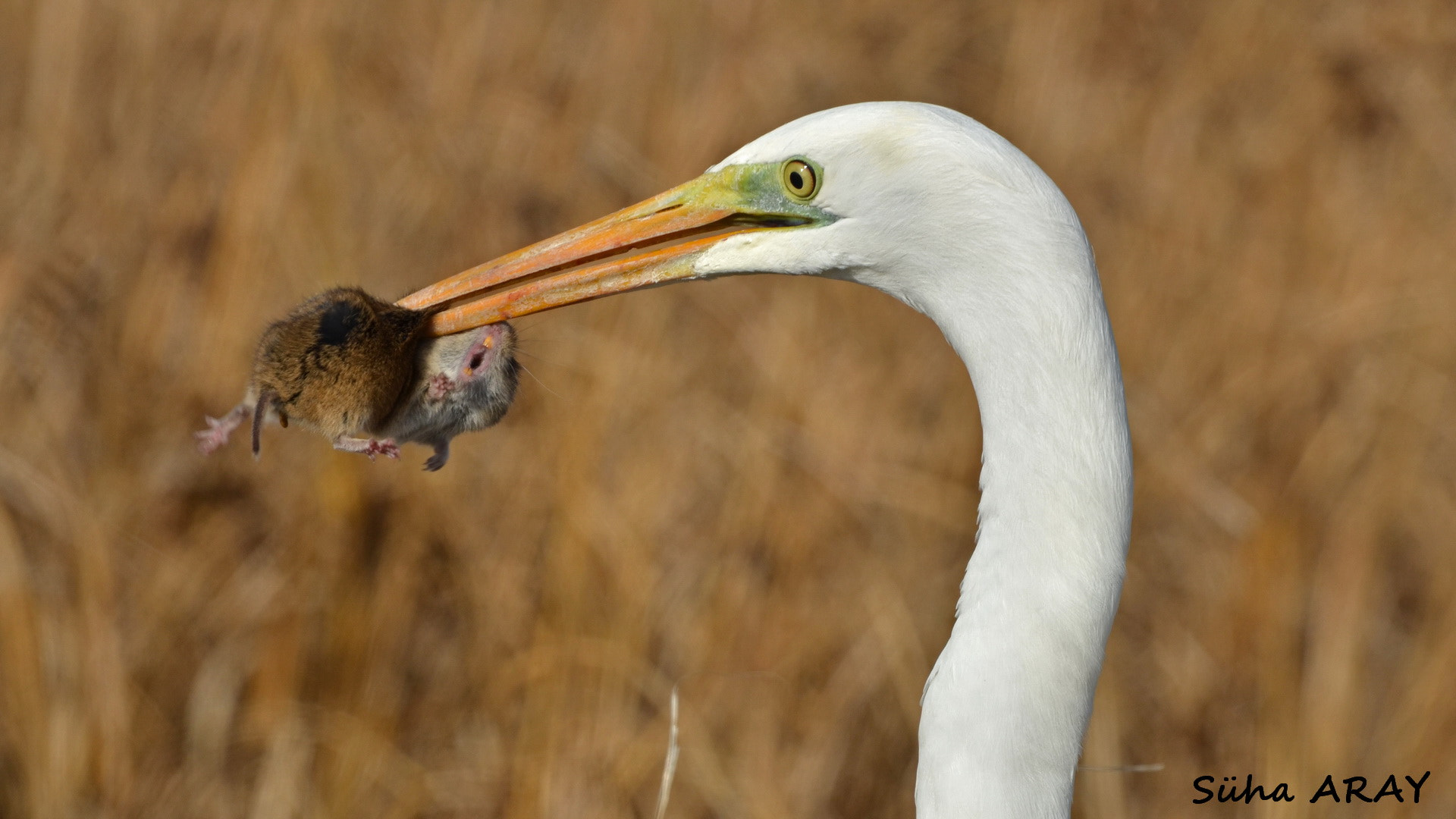 Sigma 50-500mm F4.5-6.3 DG OS HSM sample photo. Büyük ak balıkçıl great white egret photography
